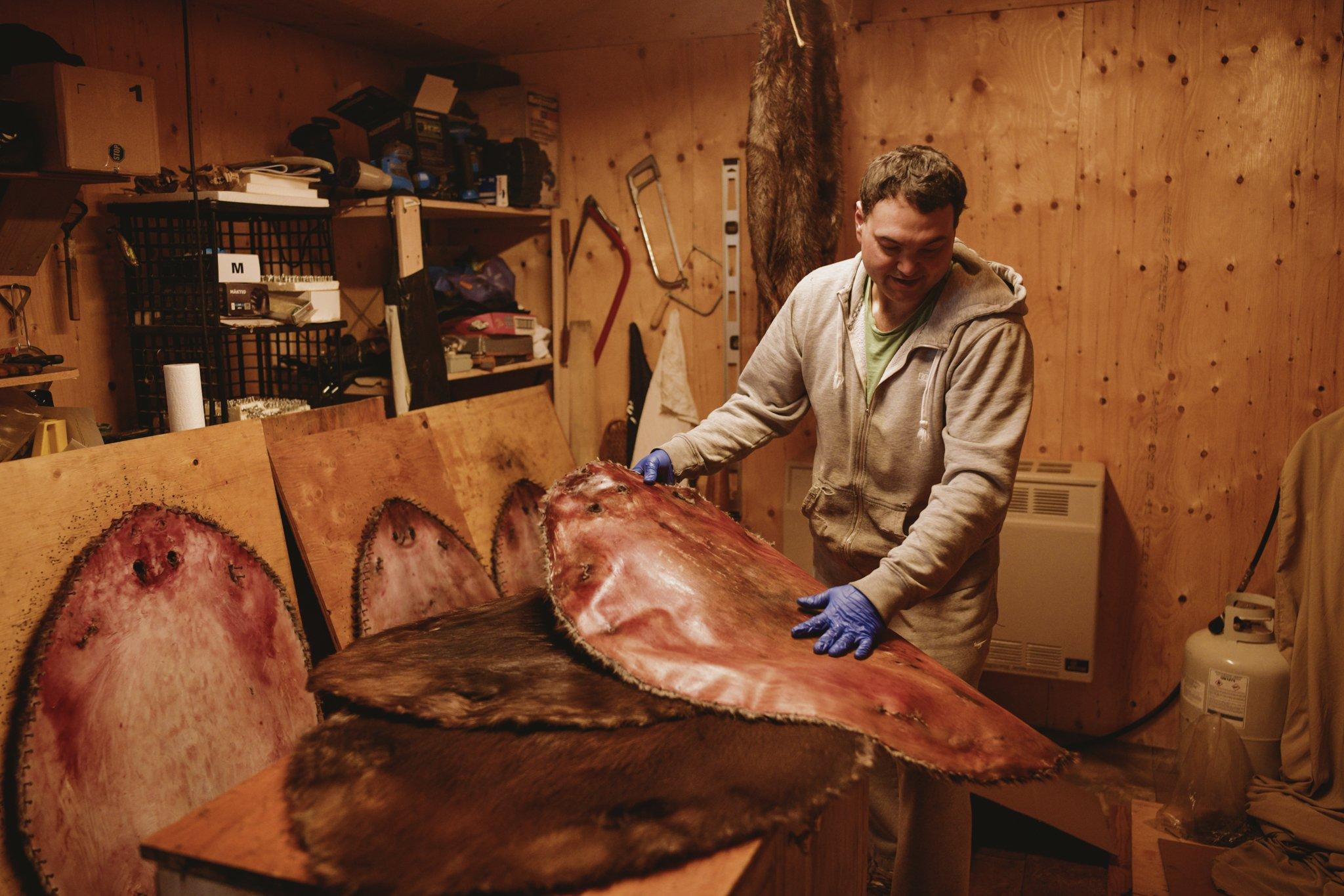 The Last Trappers - National Geographic - Nathan Kogiak stretches beaver hides inside of a work...
