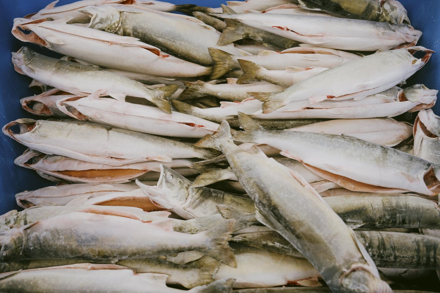 The Hunt for Healthy Food - Arctic char is ready to packaged and sent to markets from...