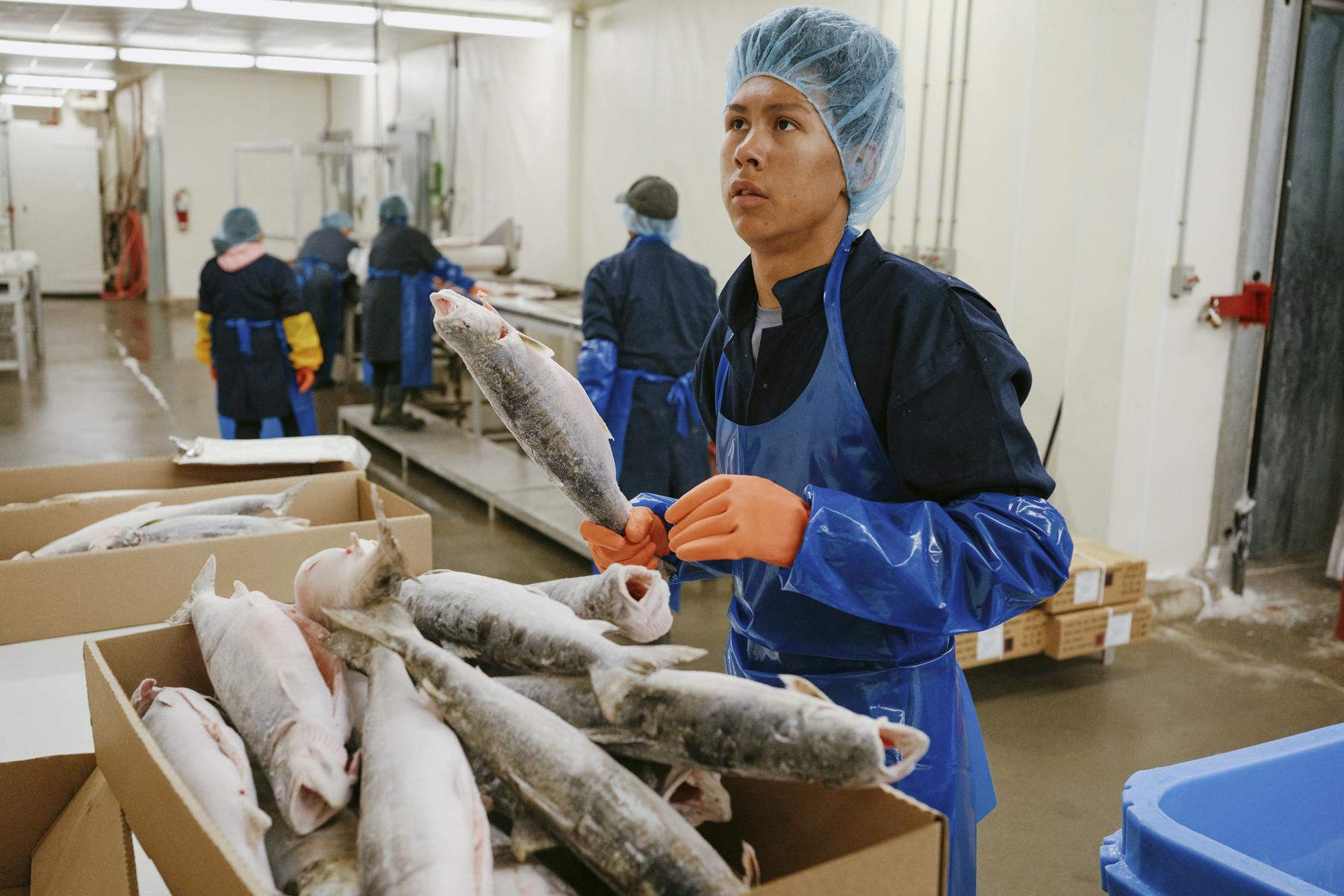 The Hunt for Healthy Food - Employees at a fish processing plant sort and pack Arctic...