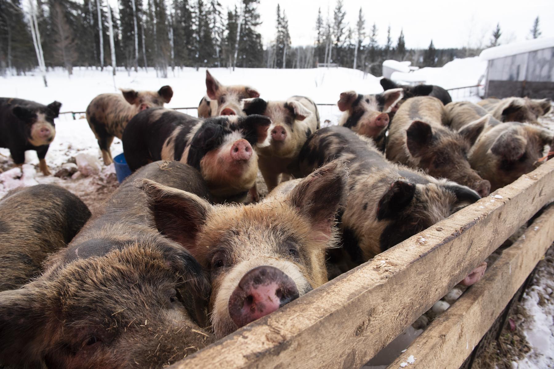 The Hunt for Healthy Food - Pigs are penned at the Farm Training Institute in Hay...