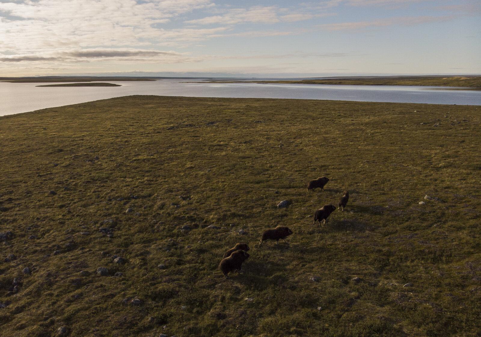 The Hunt for Healthy Food - A small herd of muskox roam an esker at Contwoyto Lake,...