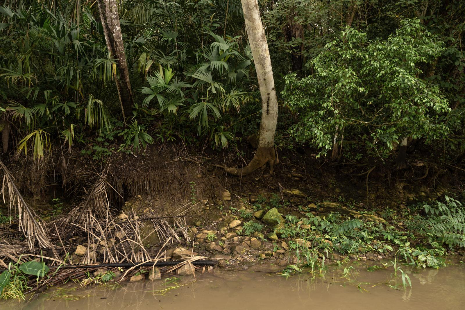 Family of bats sleep on a tree ...Walter Hurtado Lozano/Bloomberg