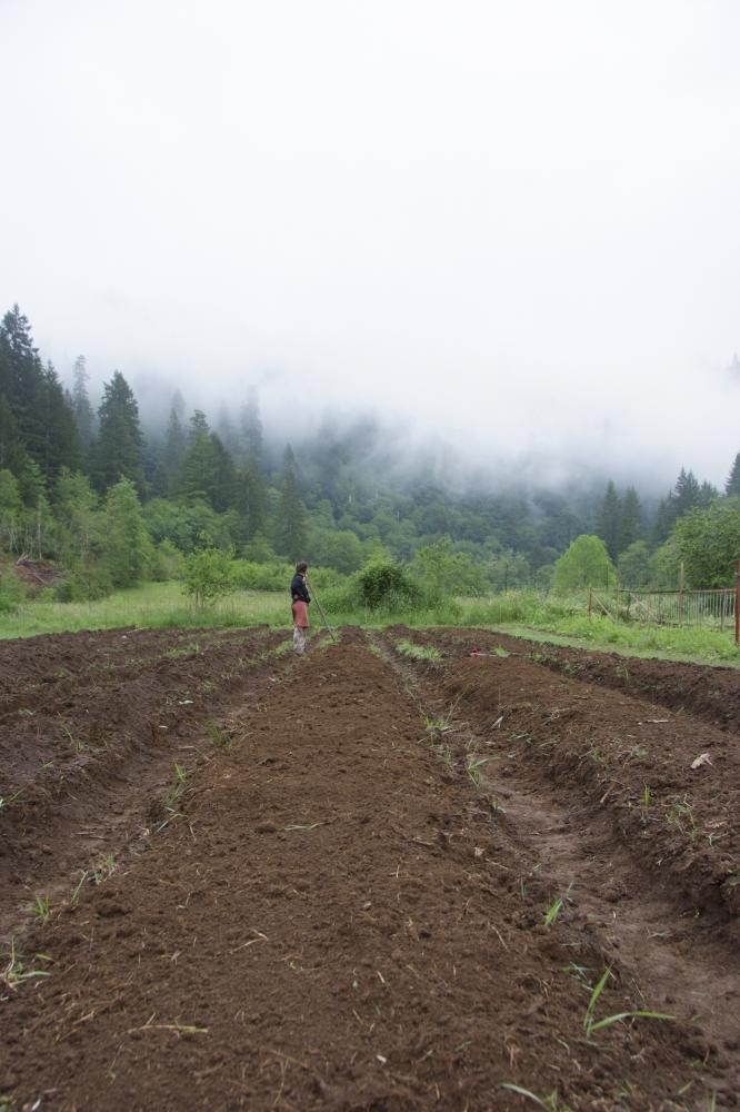 Planting in the Garden