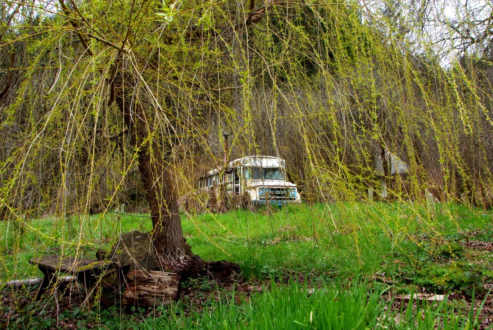 Bus Through Willow Tree, Alpha Farm