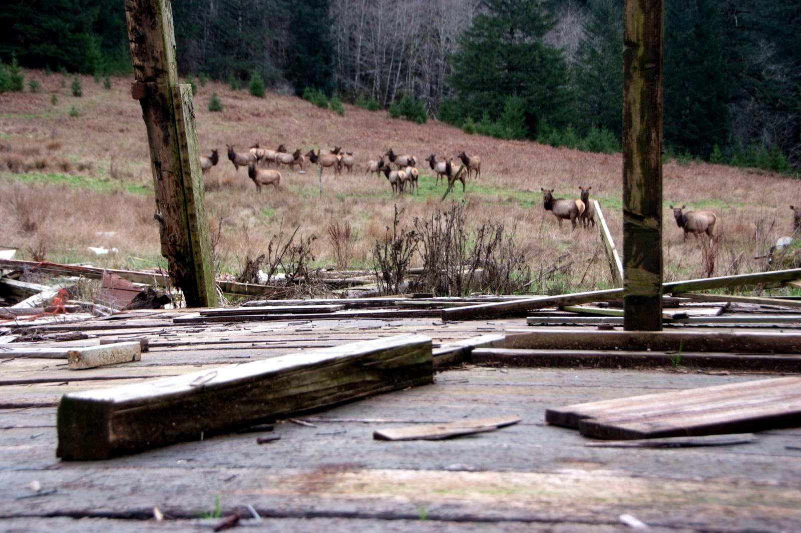 Elk and Old Barn, Alpha Farm