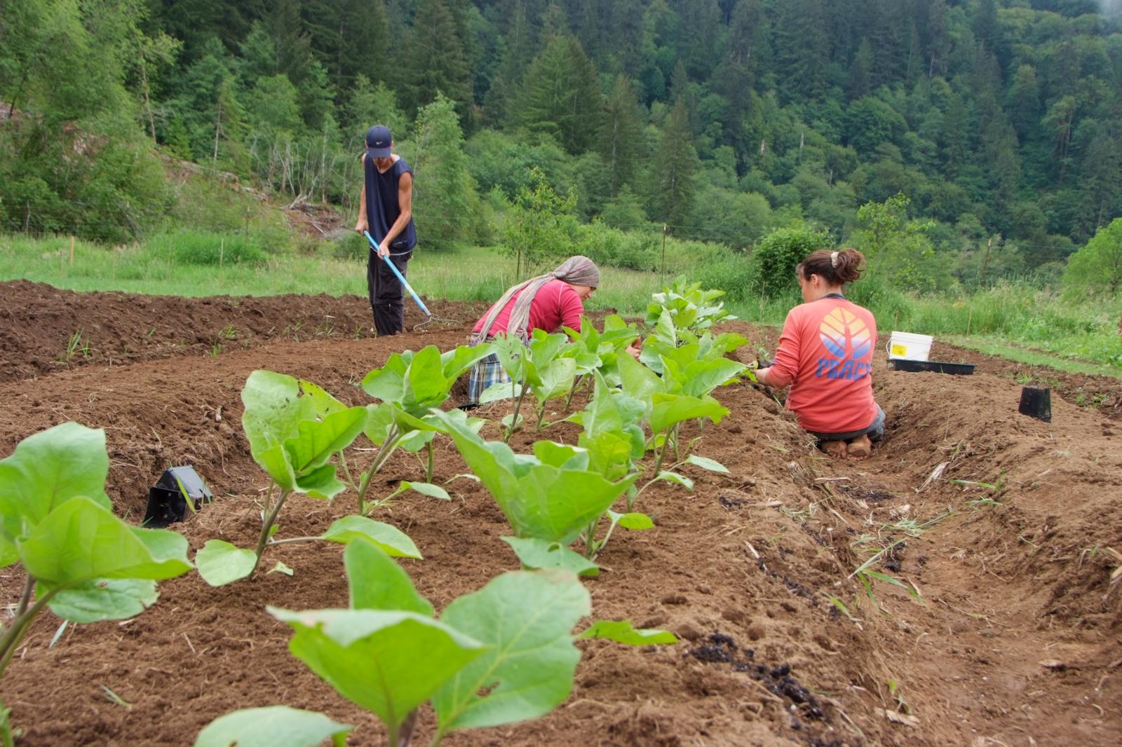 Planting in the Garden, Alpha Farm