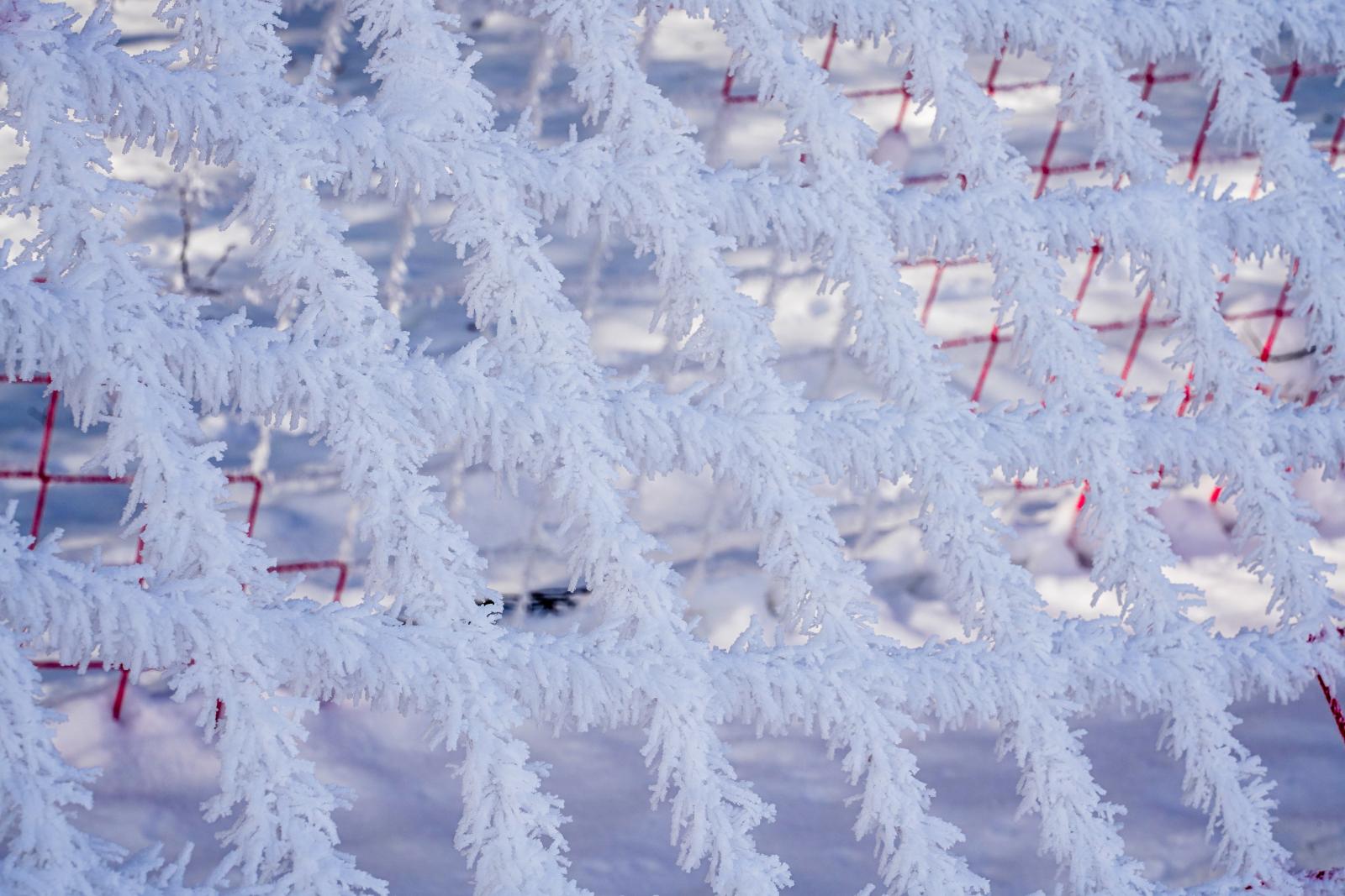 Frosted Filigree: Winter’s Touch on the Pitch