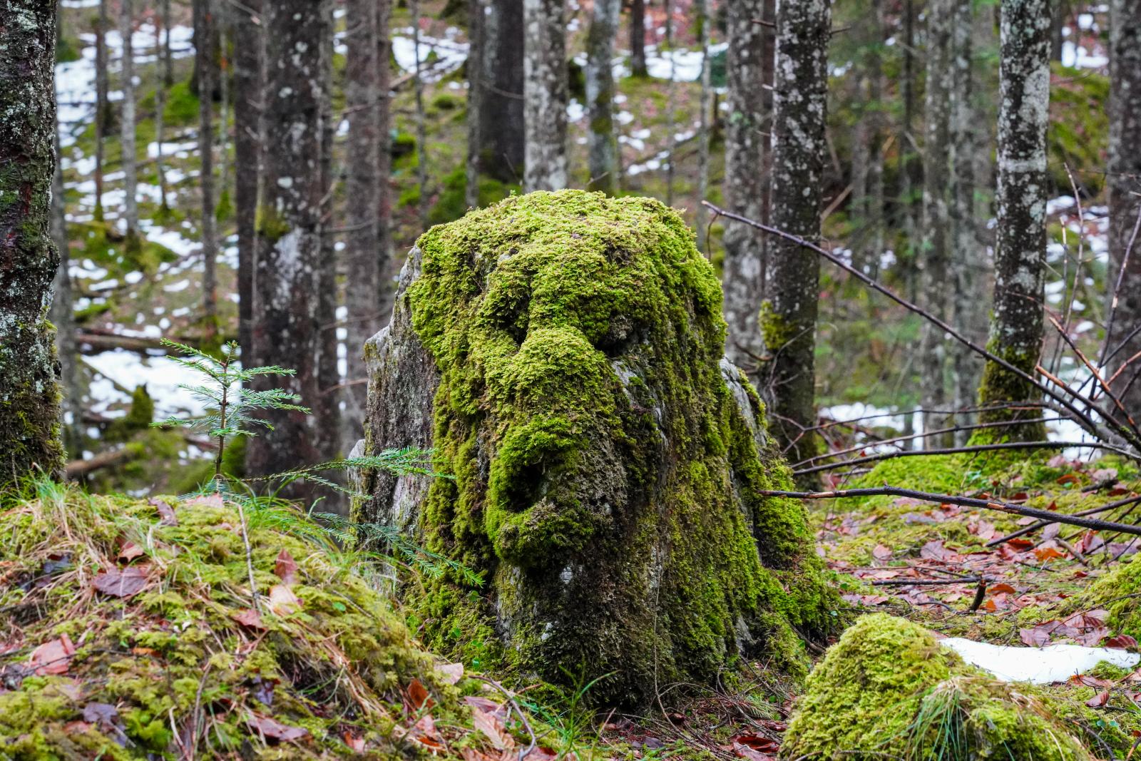 Image from Seasons, Nature and Landscape -  Grainau, Germany  # 4127 1/2024 The Moss Guardian:...