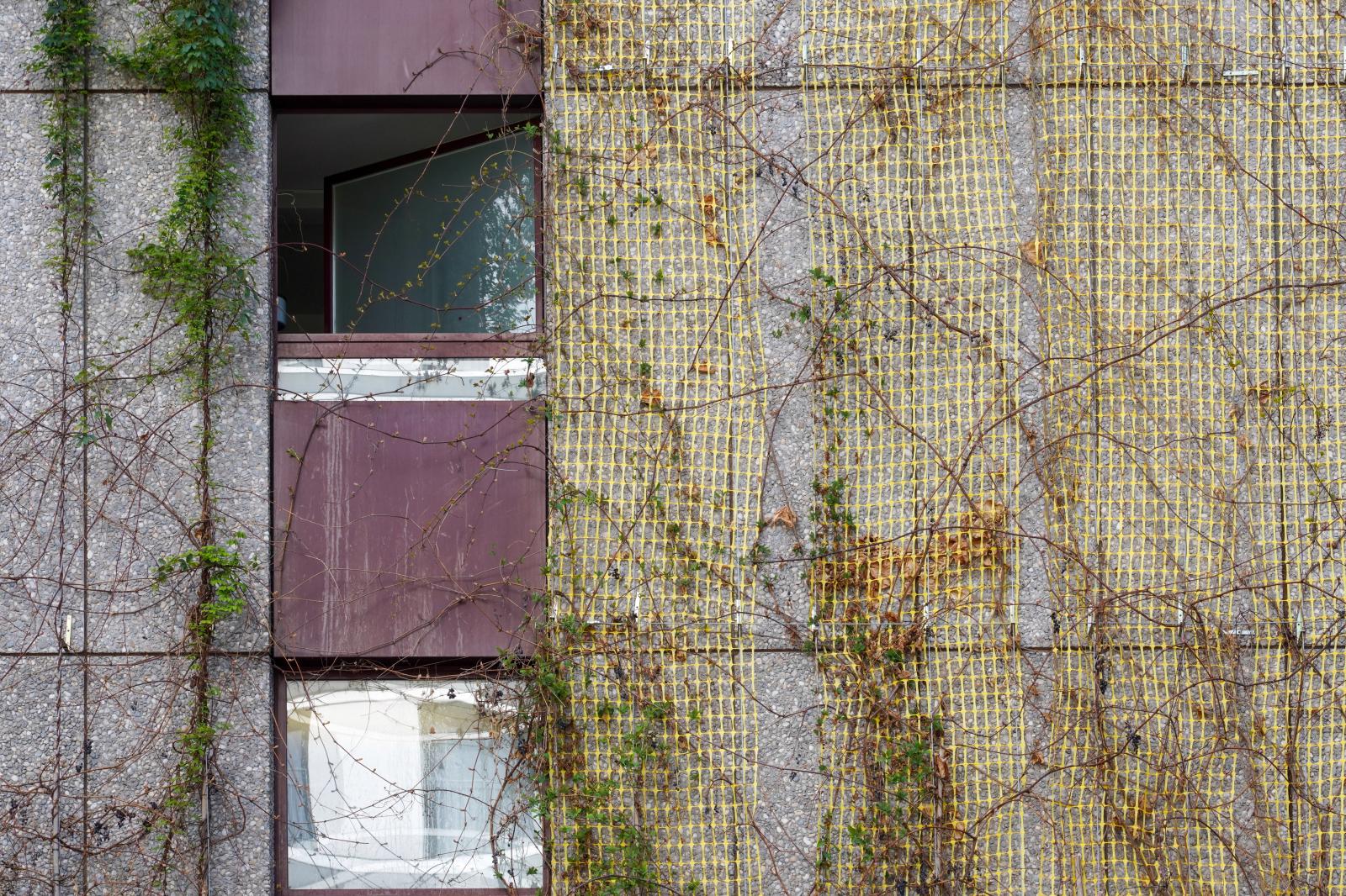 Nature’s Embrace: Where Urban meets Verdant | Buy this image