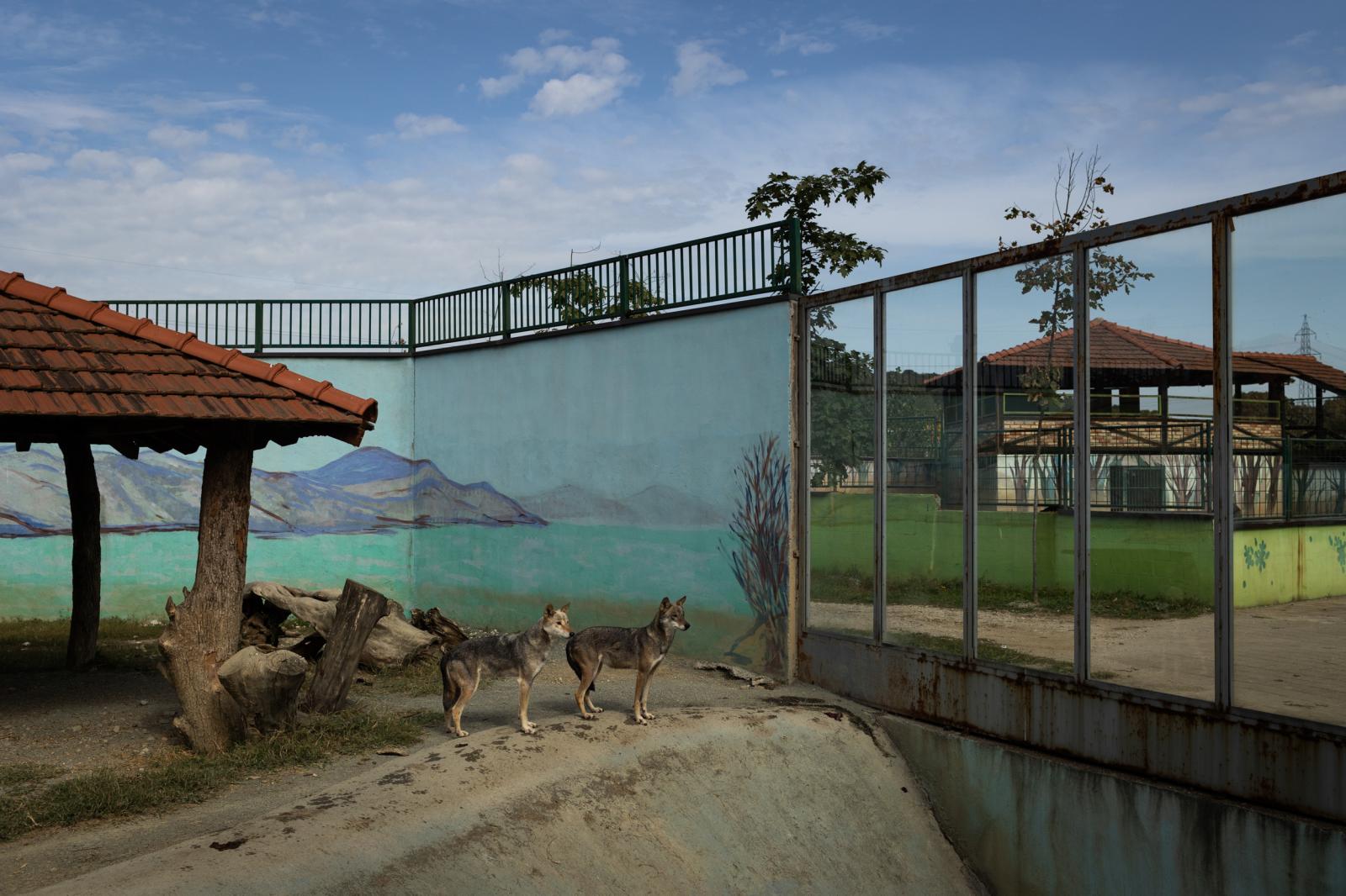 Two wolves at the 'Bingo&#...3. Tuzla Bosnia and Herzegovina