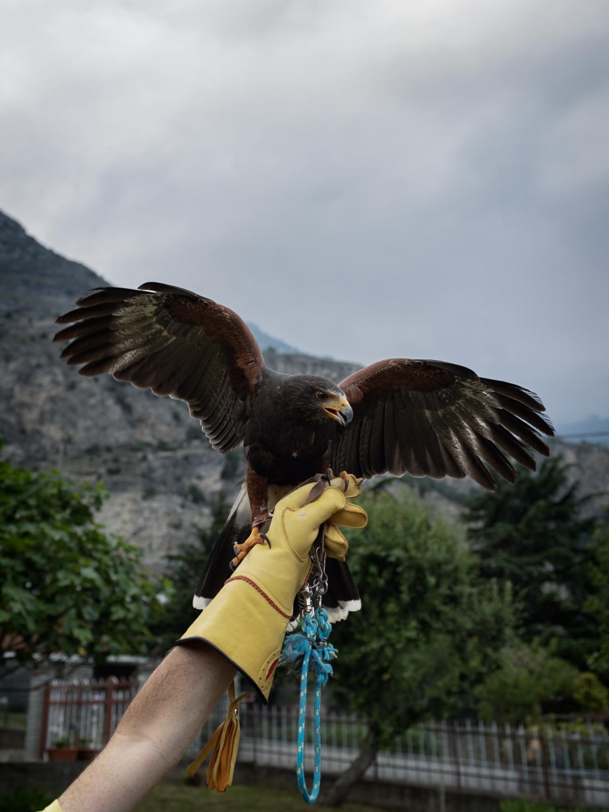 We are still dreaming - on going - A falconer holds a buzzard, a bird considered by the...