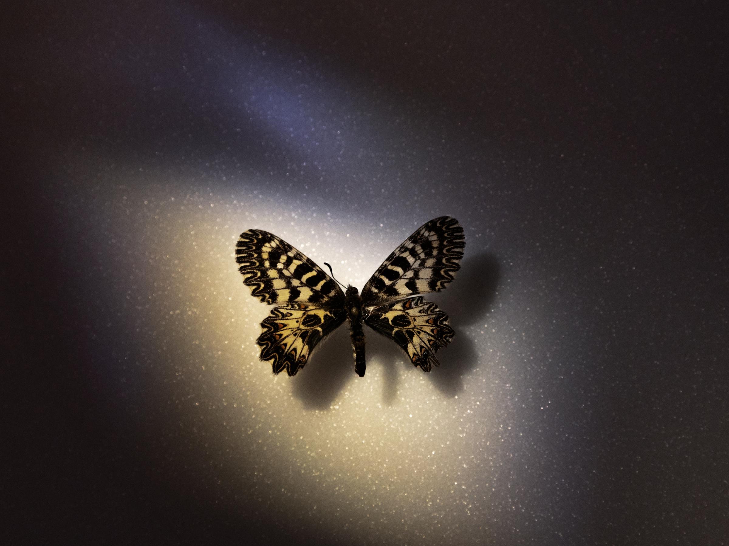 We are still dreaming  - A specimen of the butterfly Zerynthia polyxena Geyer,...