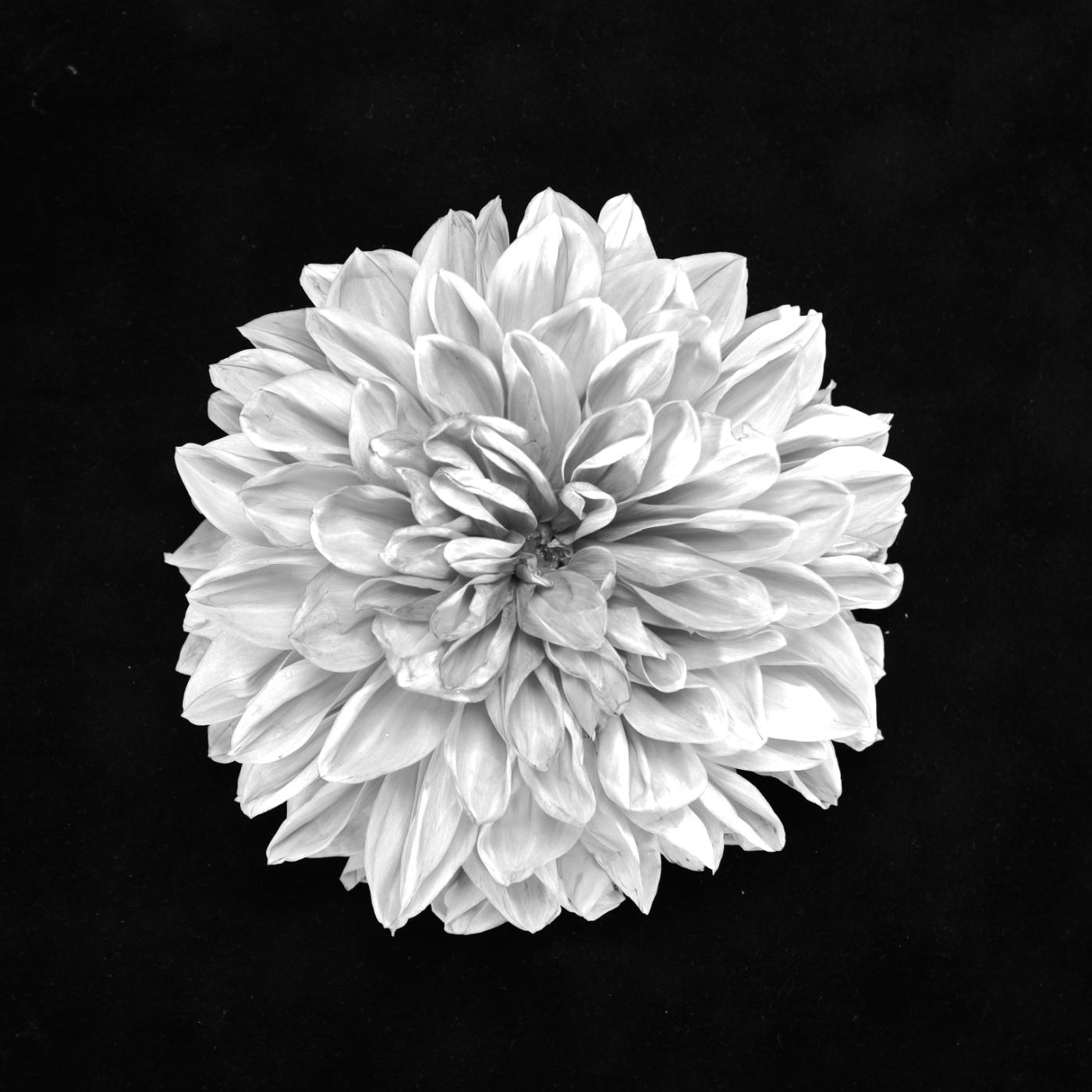 Dalias Monocromatico