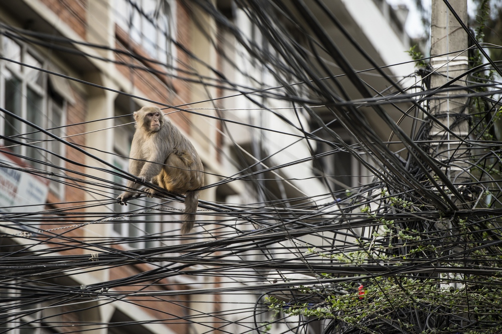  Monkey`sÂ navigate through the...r grids in Thamel, Kathmandu.Â 