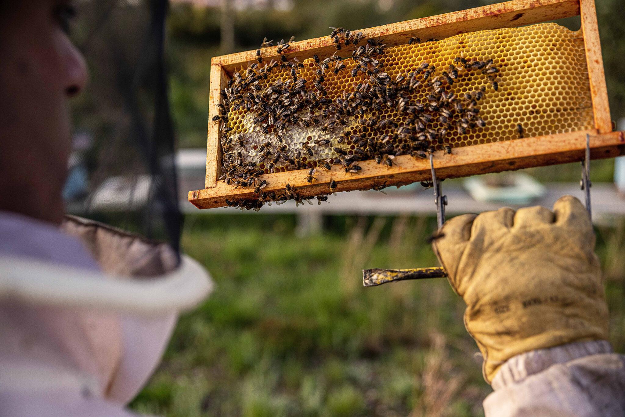 He tended to his beehives on his regular visits to the apiary. What started as a chance encounter with a swarm near his home six years ago has...