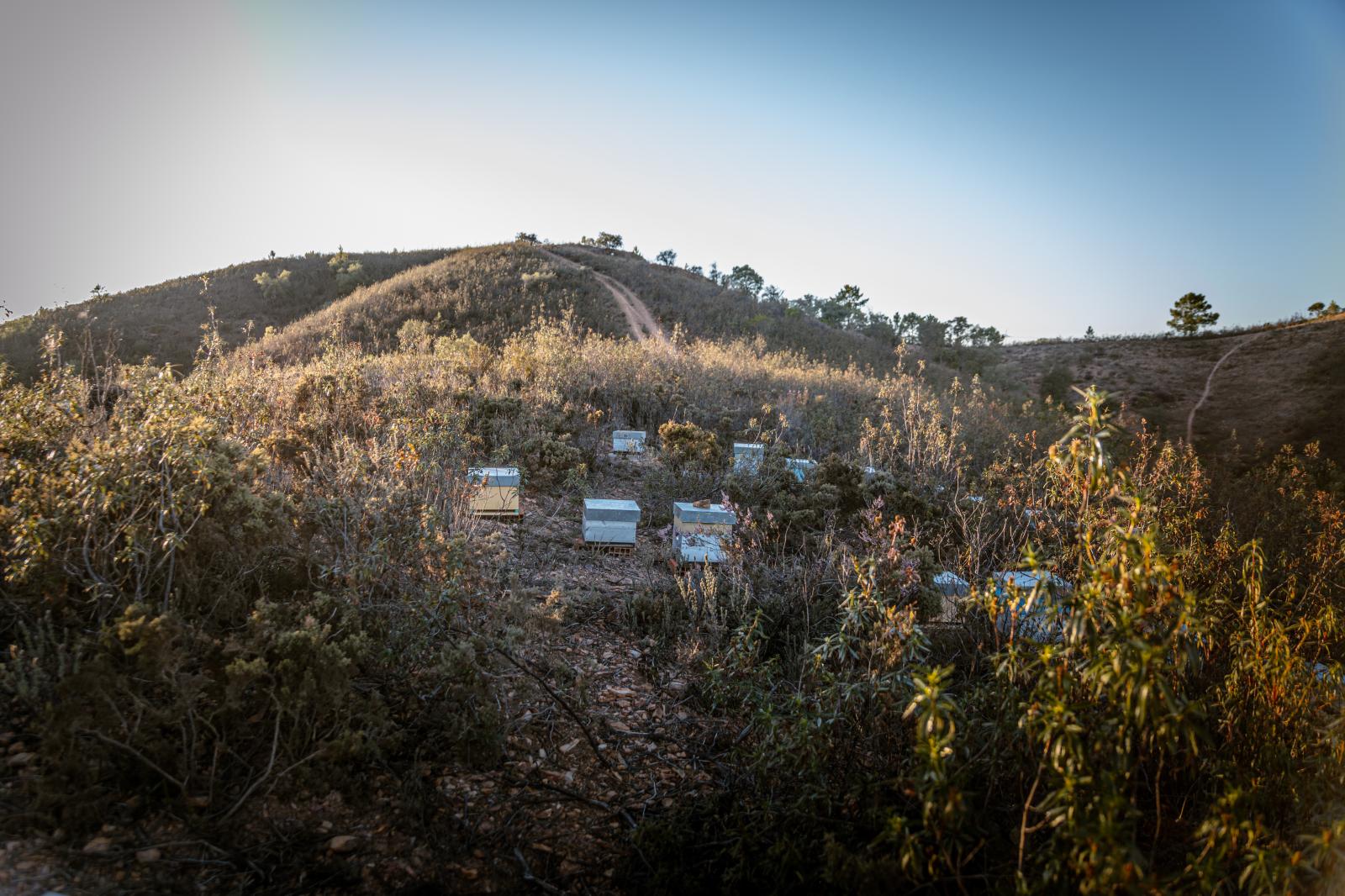  Beehives in Serra do Caleir&atilde;o. 