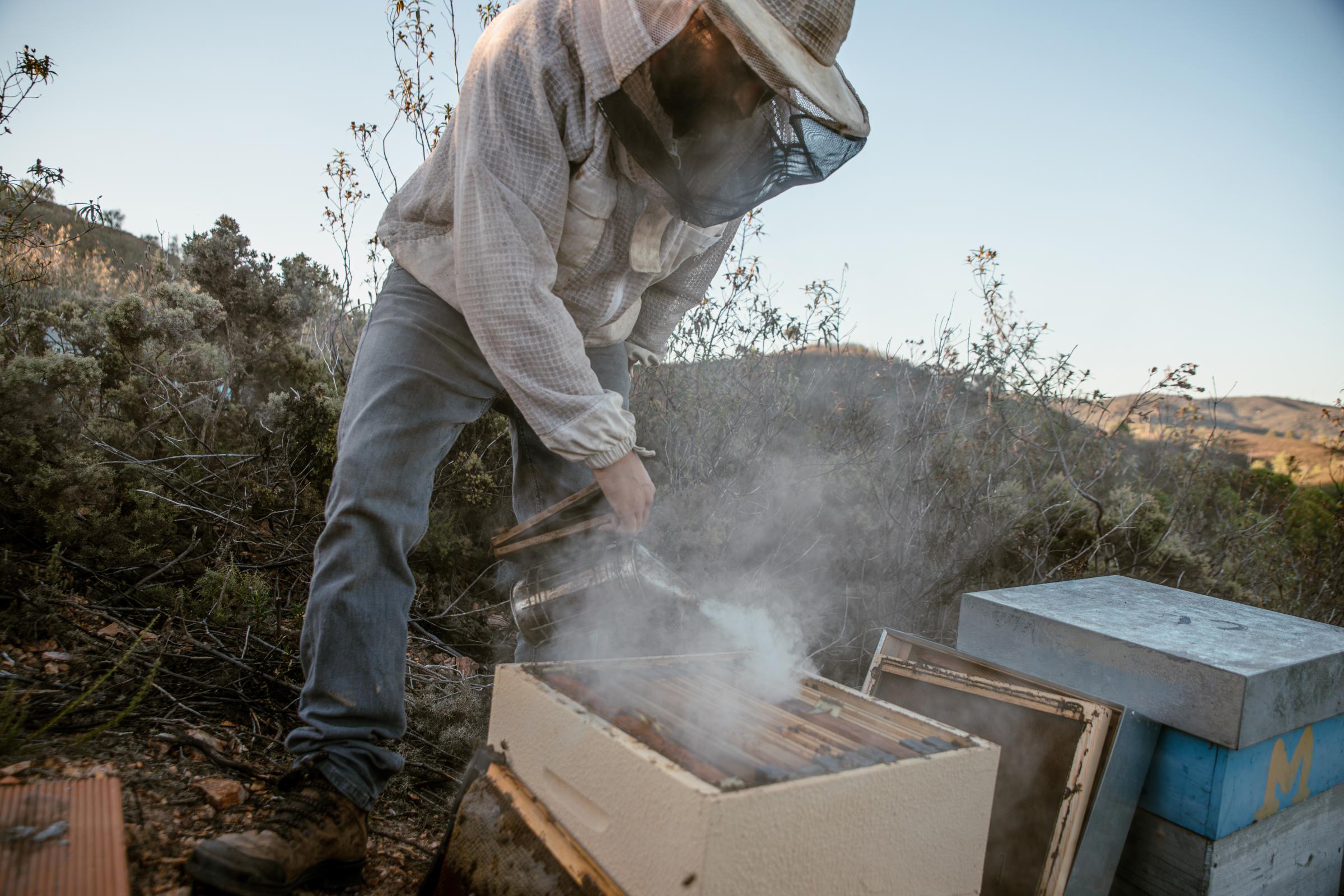 Portuguese Bee. - Tomas begins his work on the hives.