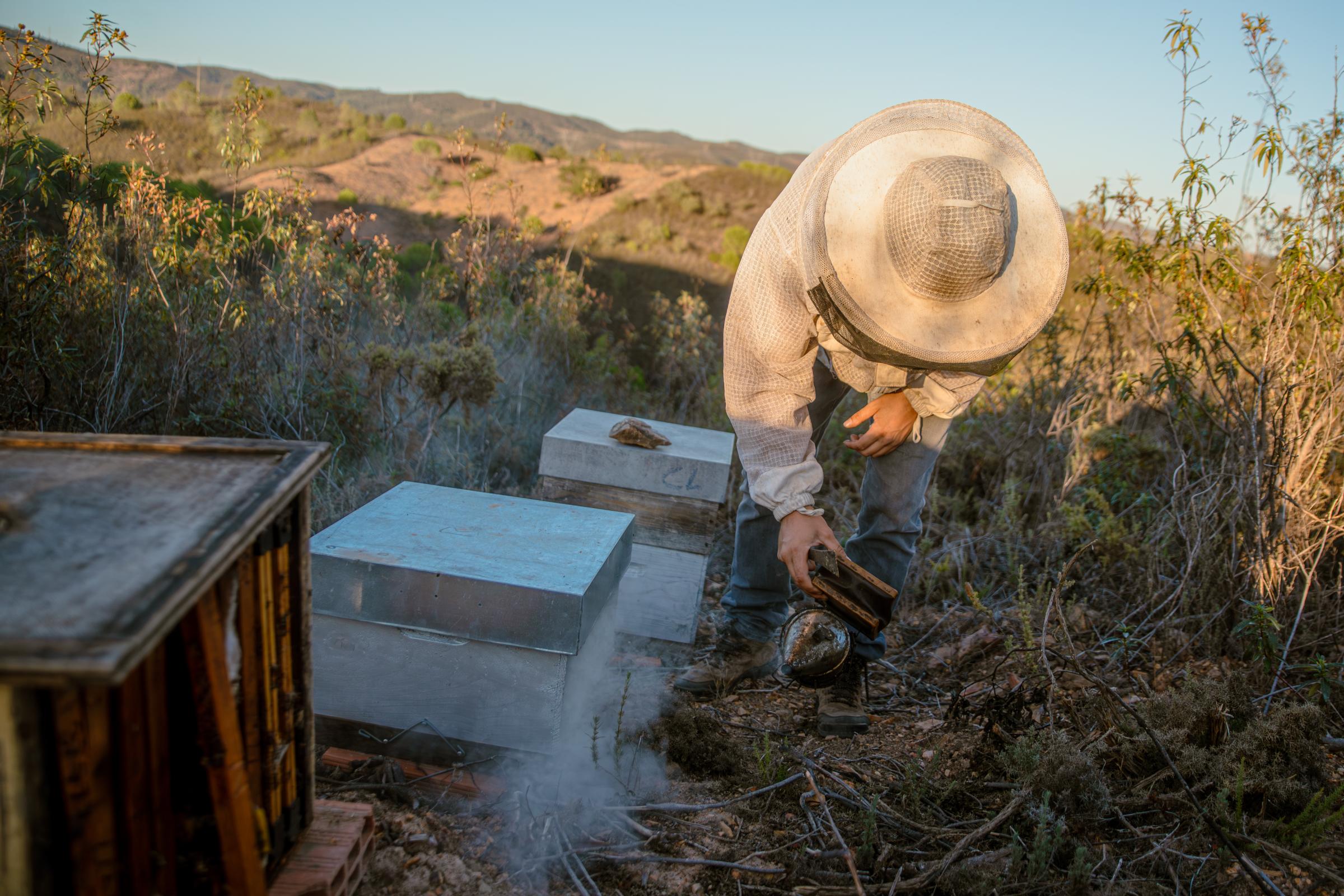 Portuguese Bee. - With the smoke, the bees are assuming they will need to...