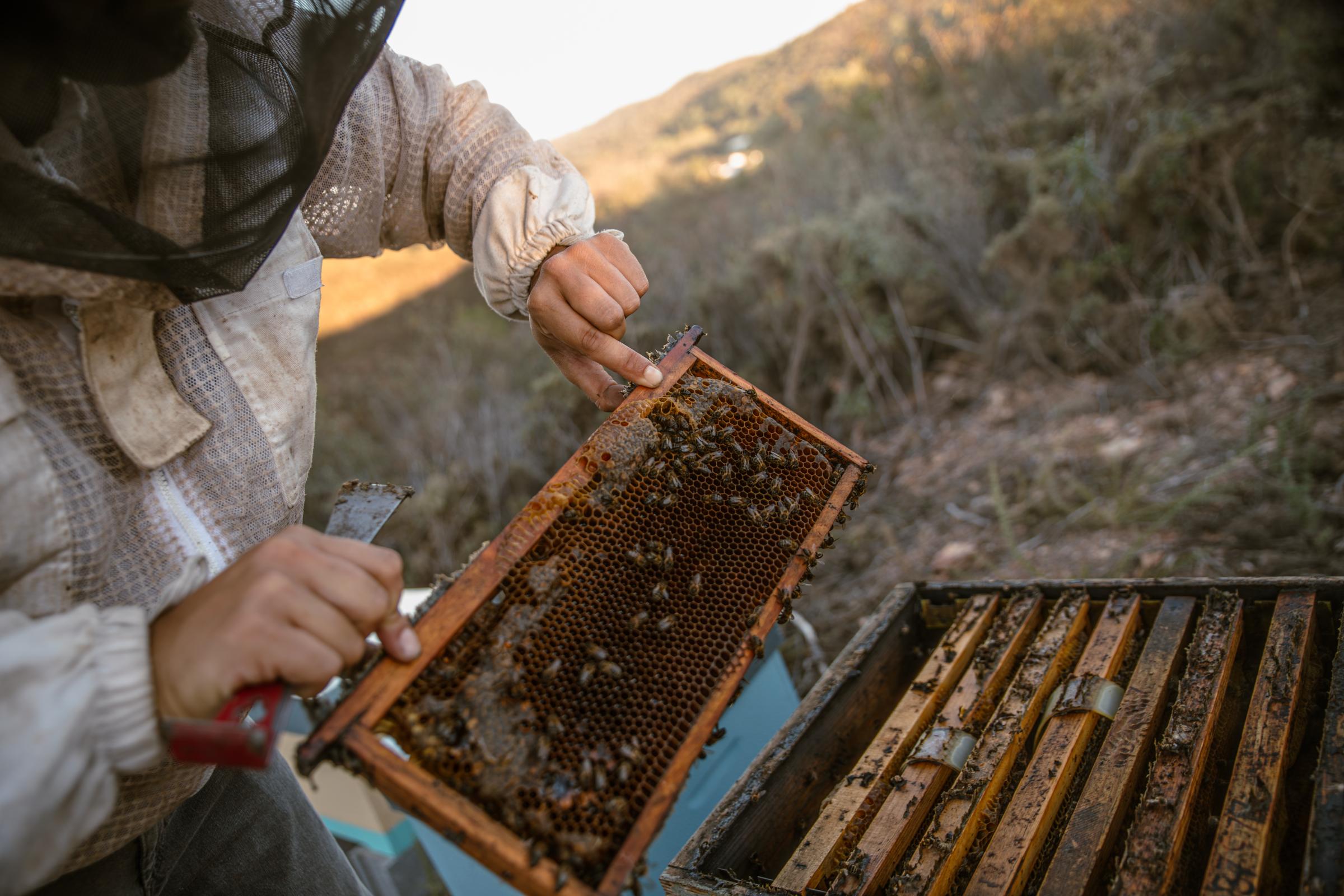 Portuguese Bee. - He chose to demonstrate his beekeeping work gloveless, as...