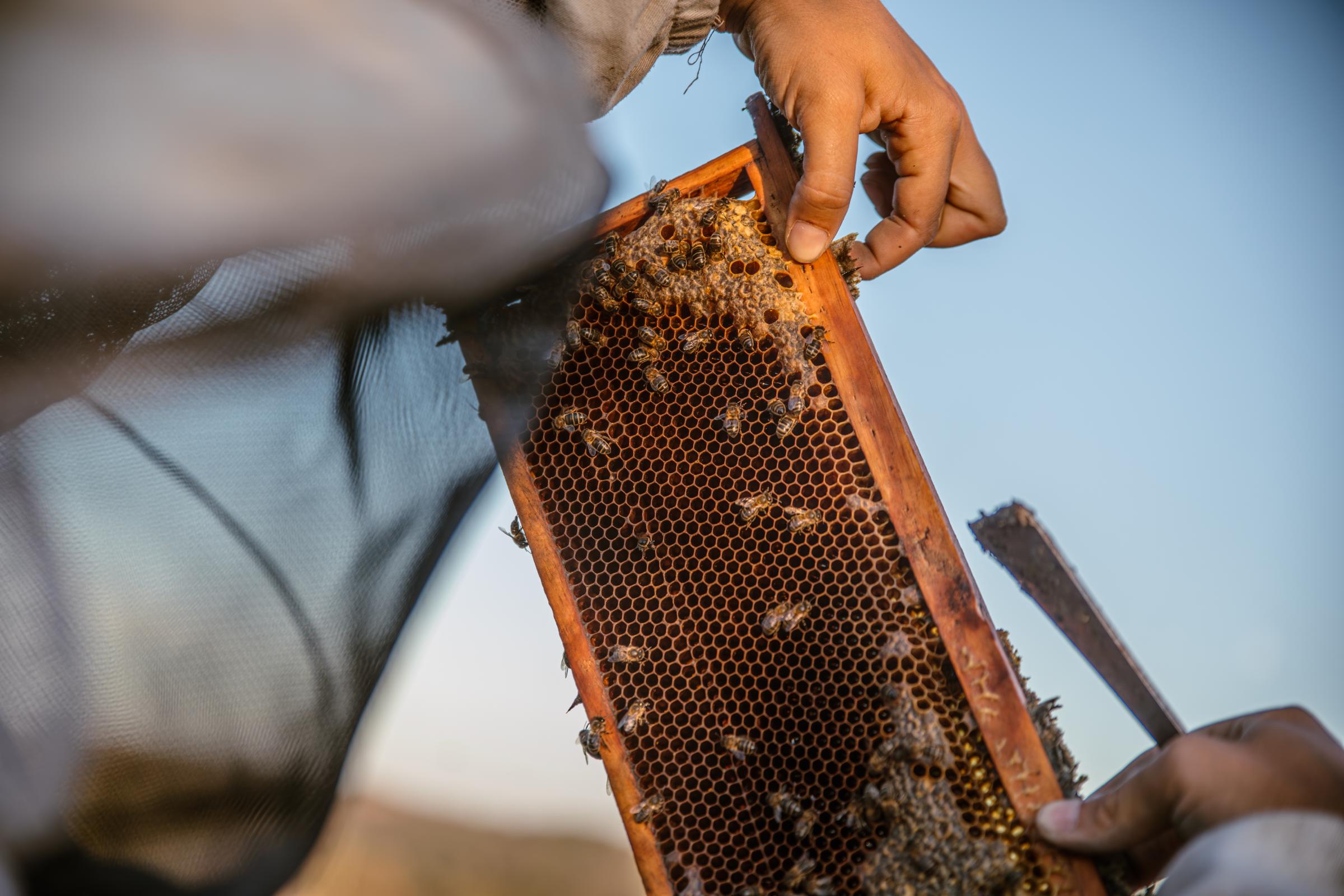 Portuguese Bee. - Faced with the growing threats of climate change, an...