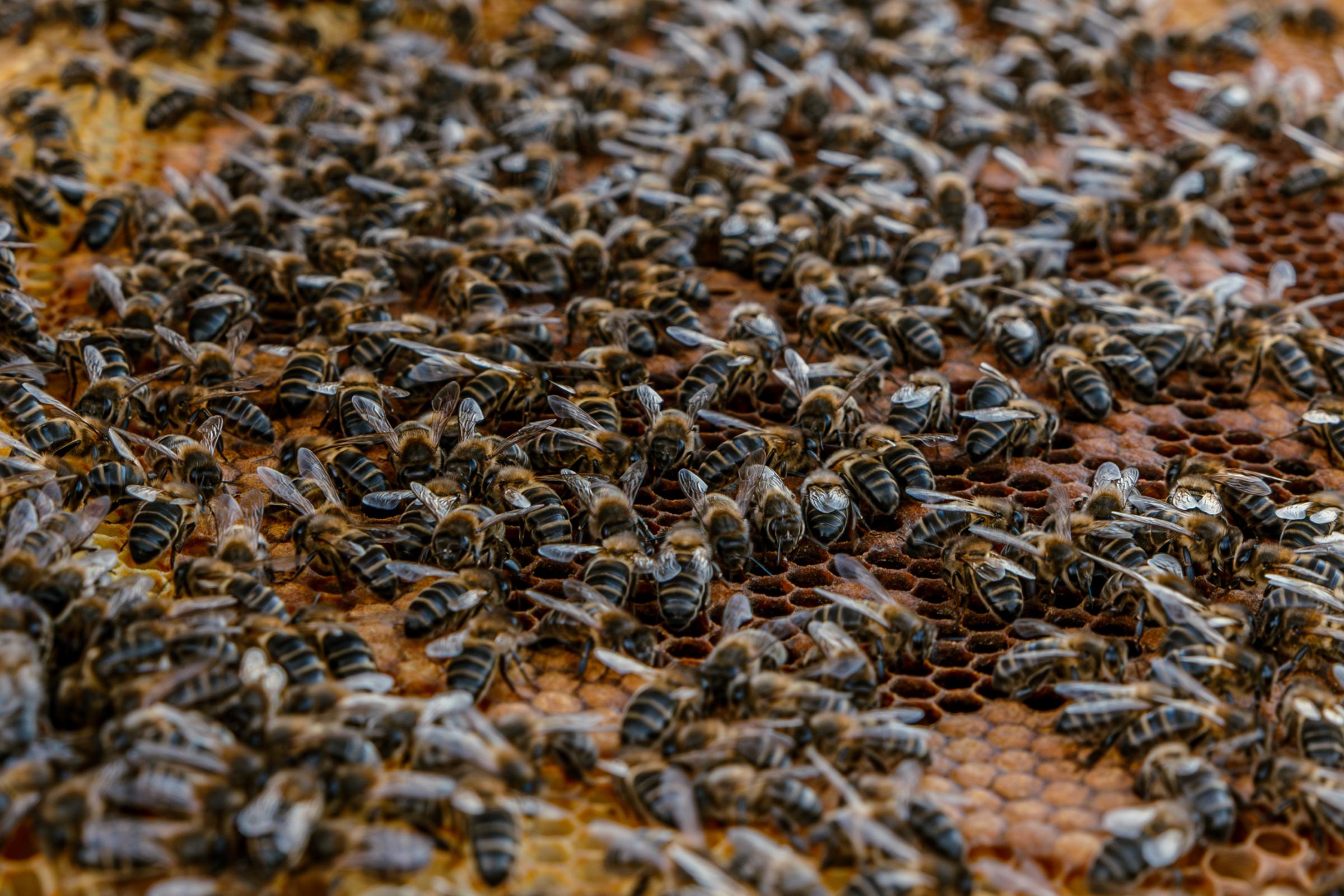 Portuguese Bee. - The bees from the region of Algarve are the most...
