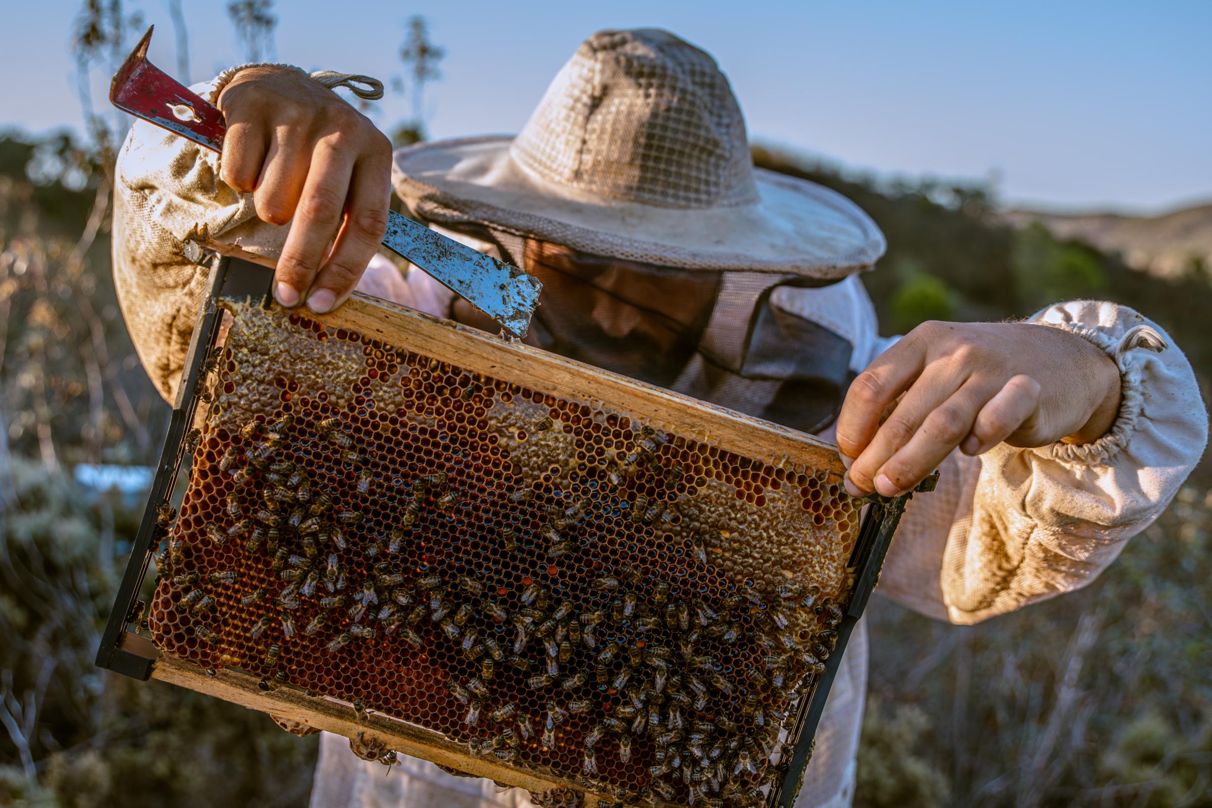 Silent Buzz: Ecosystems in Crisis - Due to the constant threats, visits to the apiaries must...