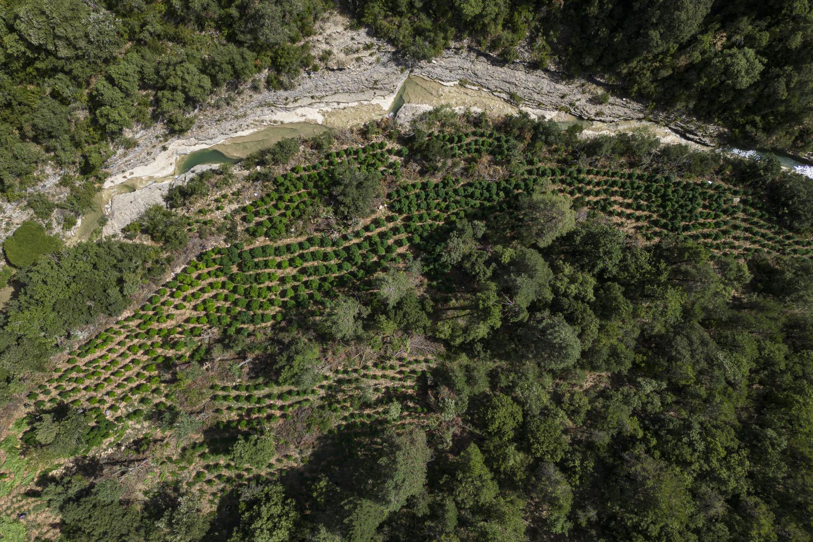 DAILY NEWS - Aerial image of the deforested forest area where trees...