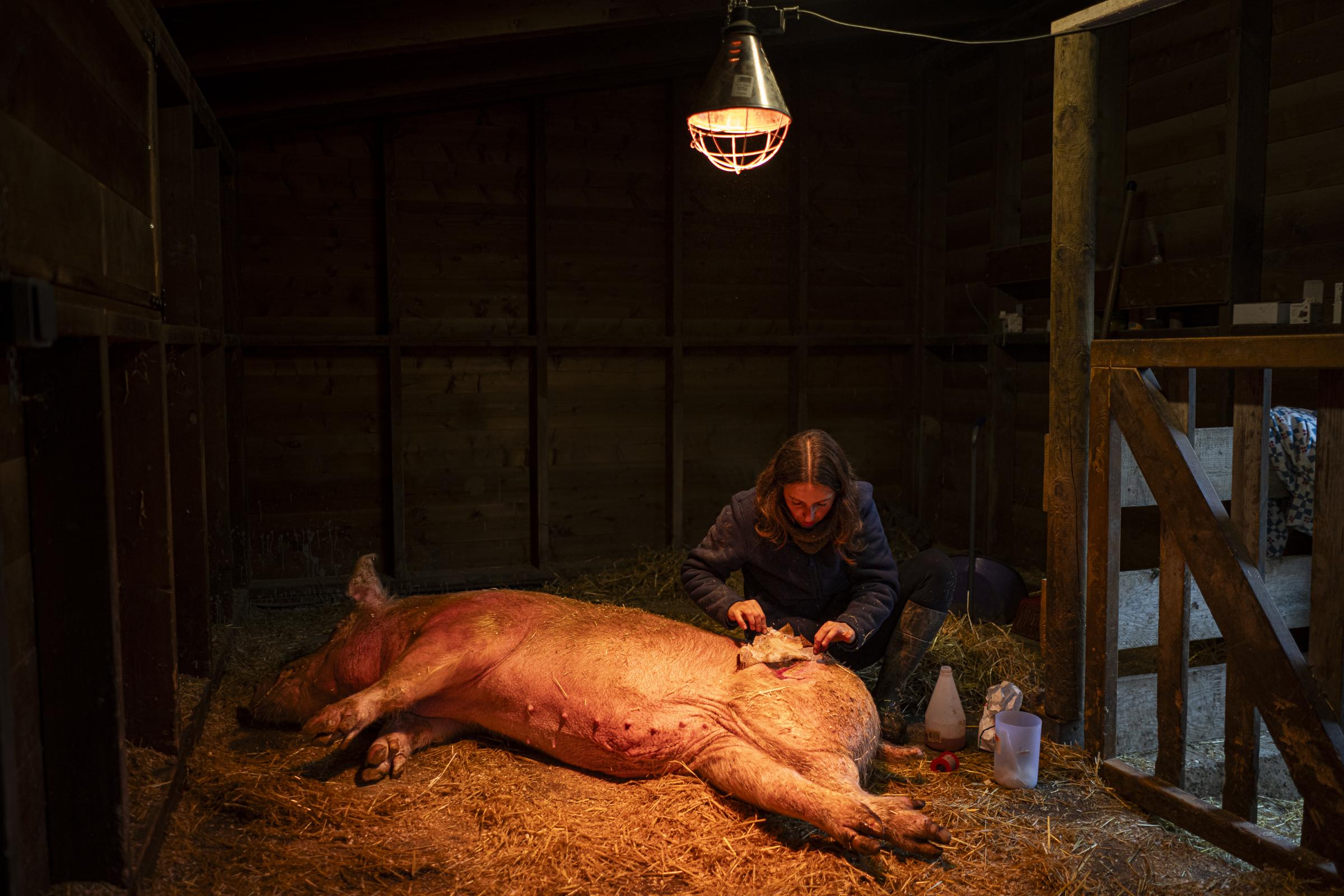 Coexist - Patricia, a seven-year-old pig who has resided in the...