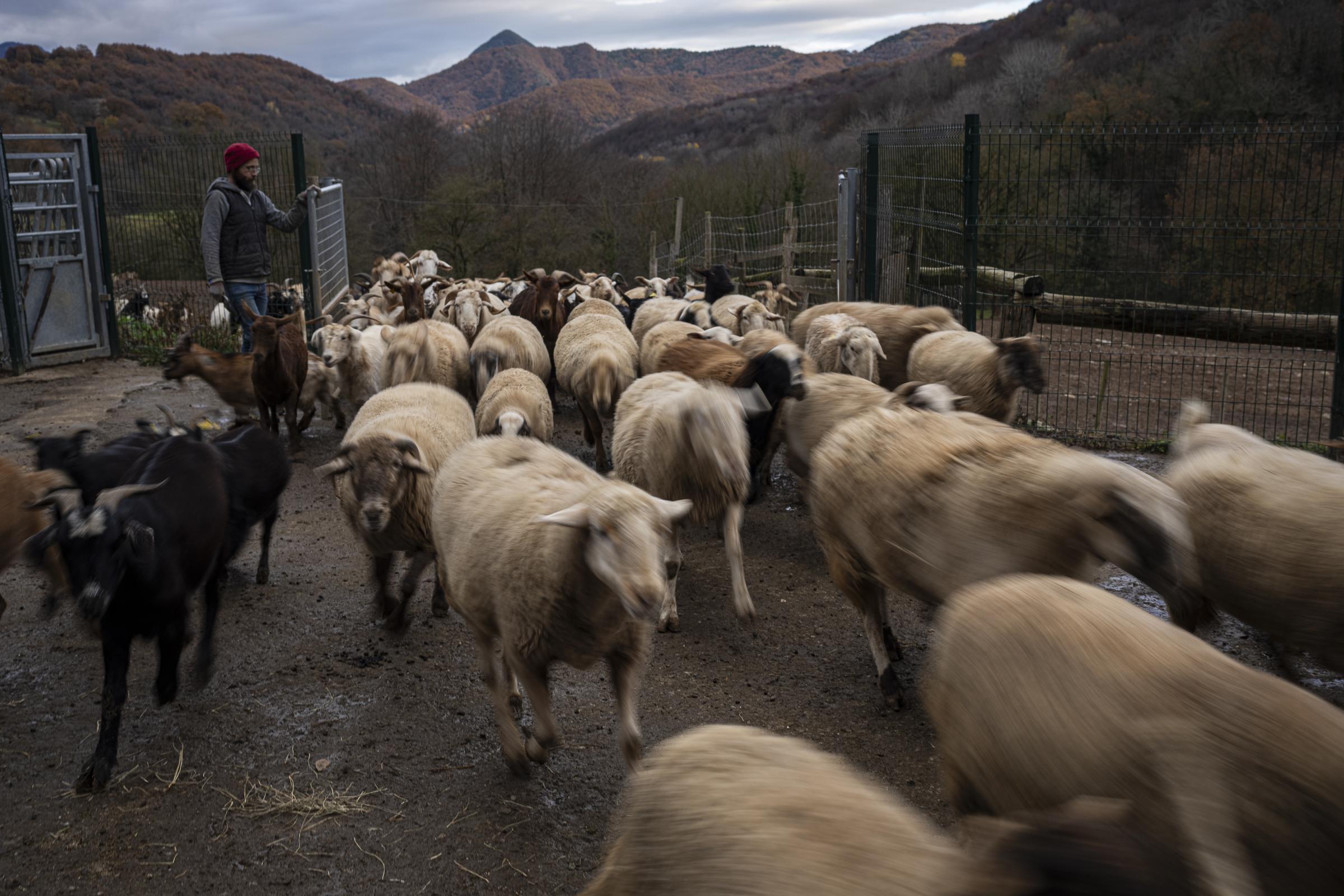 Coexist - After sunset, sheep and goats wander through the...