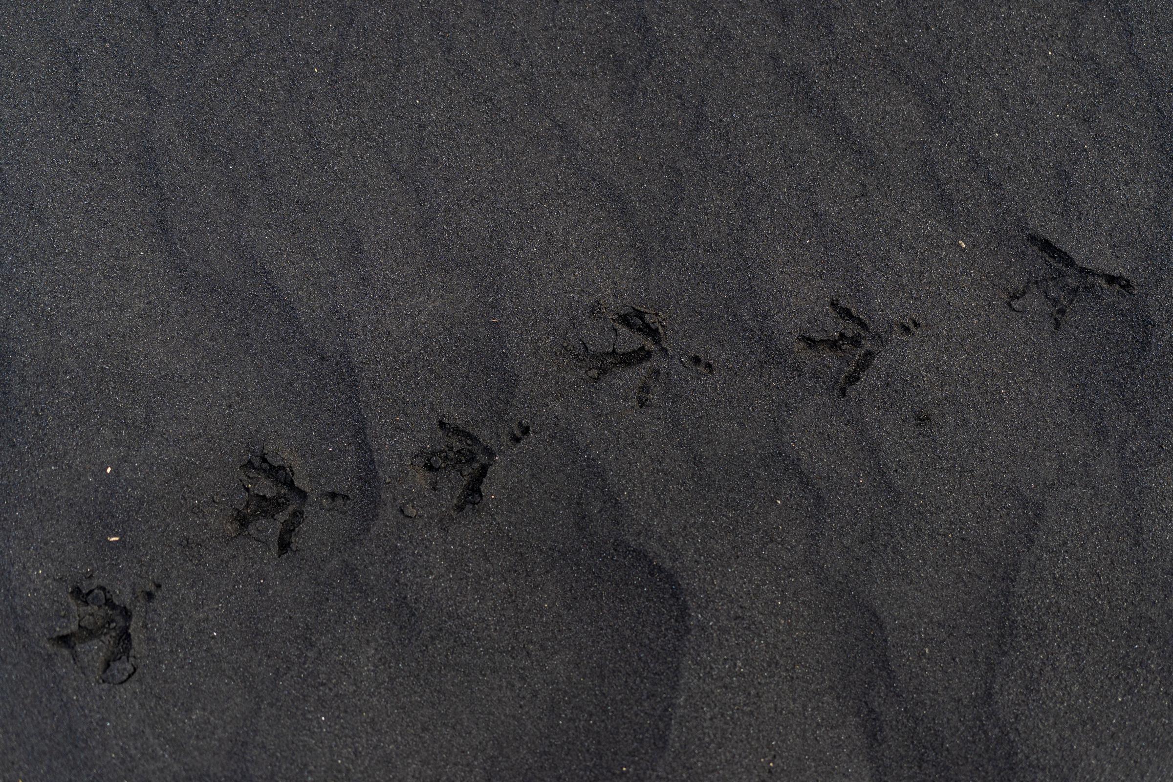 The trail of a bird&#39;s feet marked in the ash accumulated by the volcano on the island of...