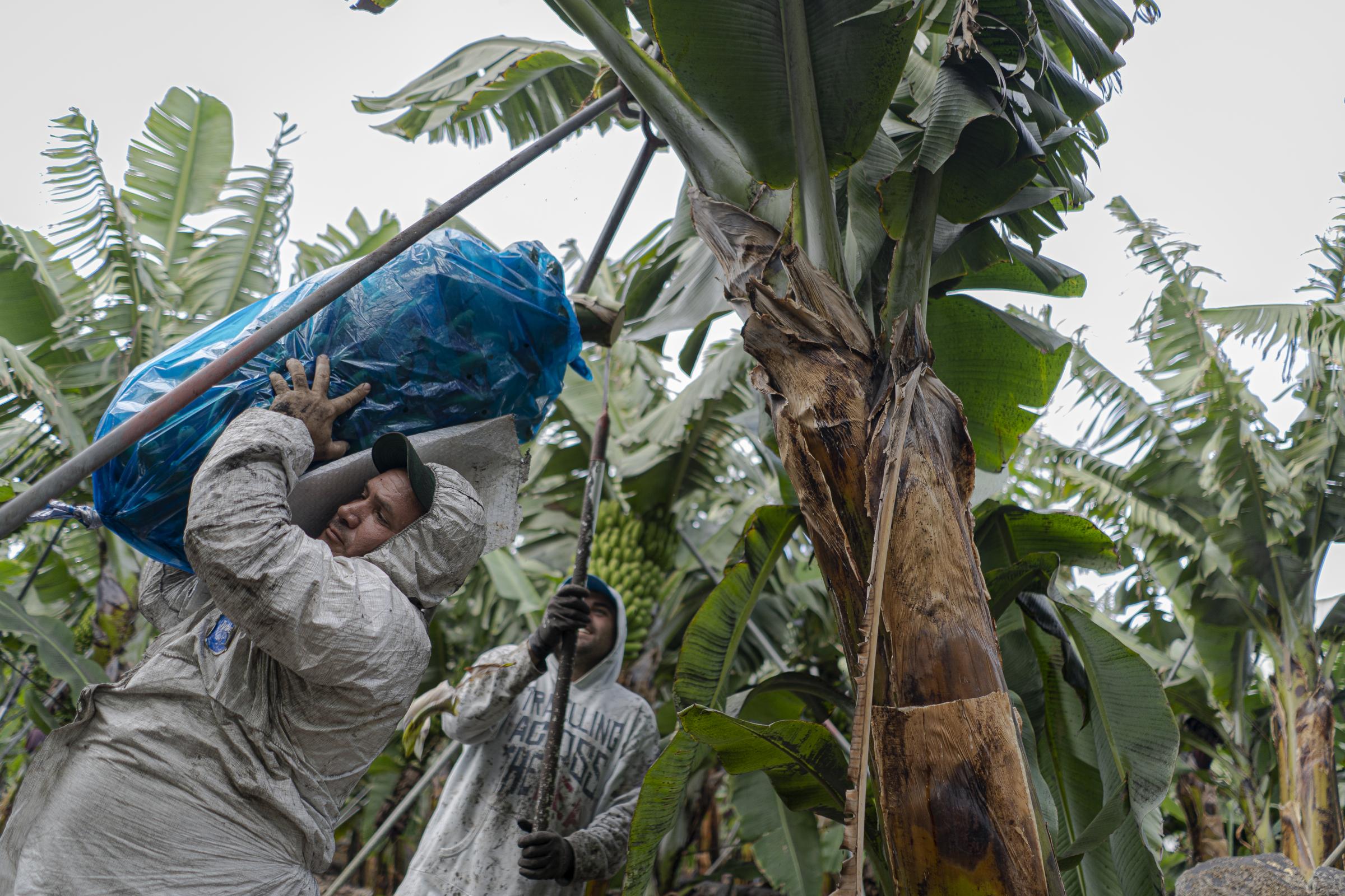 Jorge (right) cuts a bunch of bananas and Omelio (left) picks them up to carry them on his...