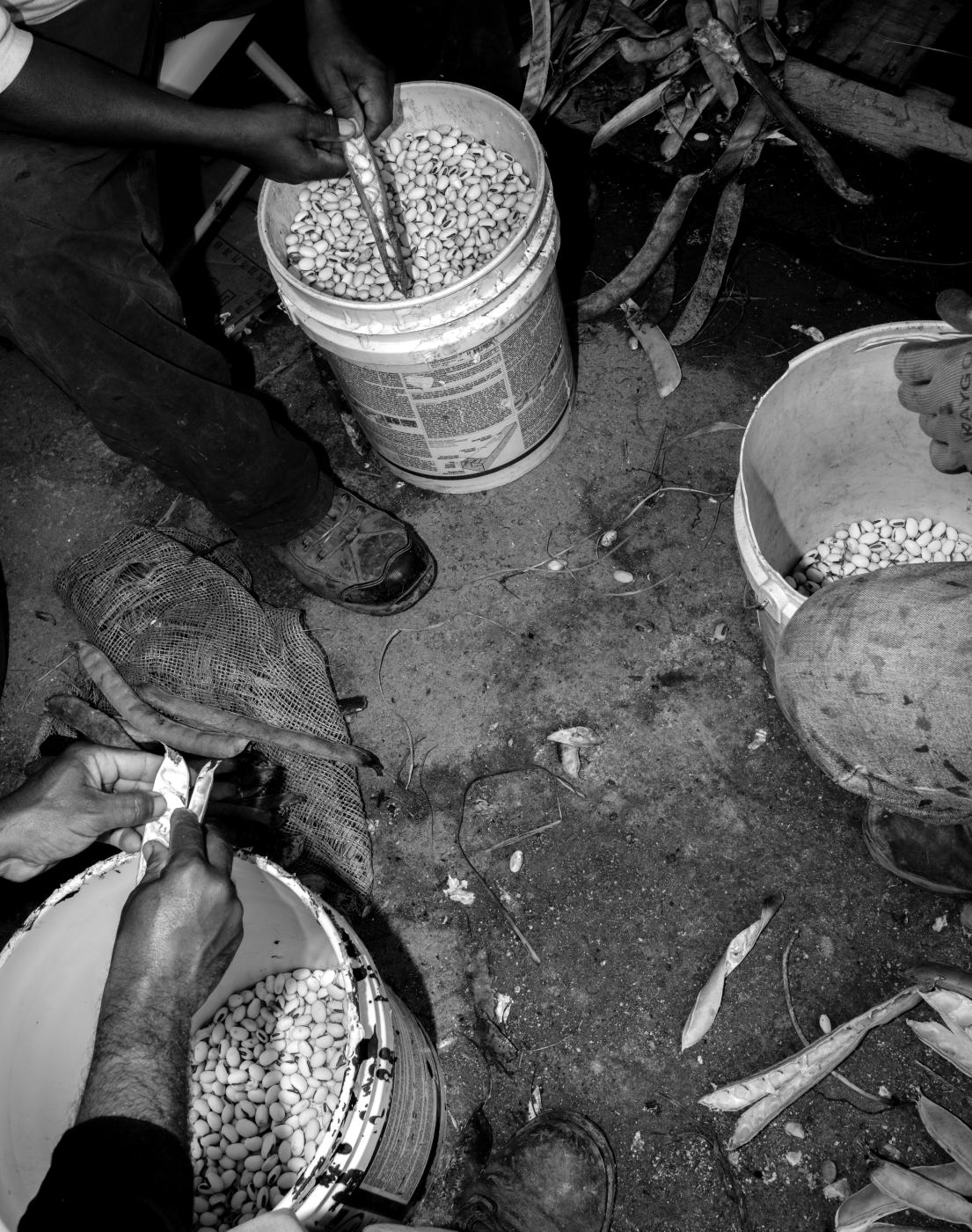 From The Land We Eat - 