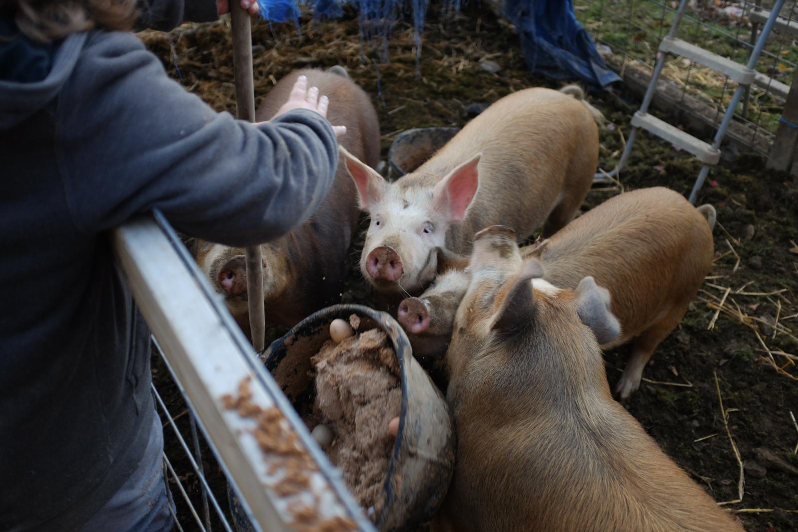 Bryn drops in the pig&#39;s...m, water, and eggs for protein.