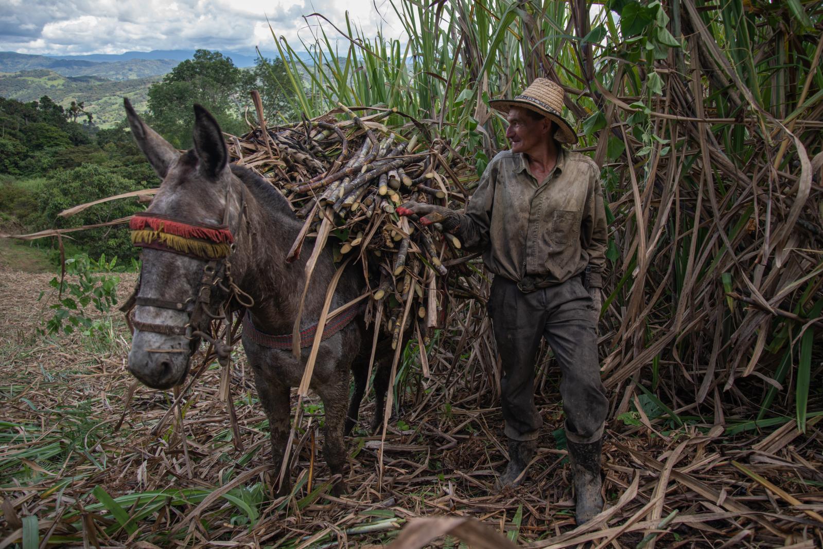 SINGLES - Sugar cane harvester in Boyacá, Colombia.