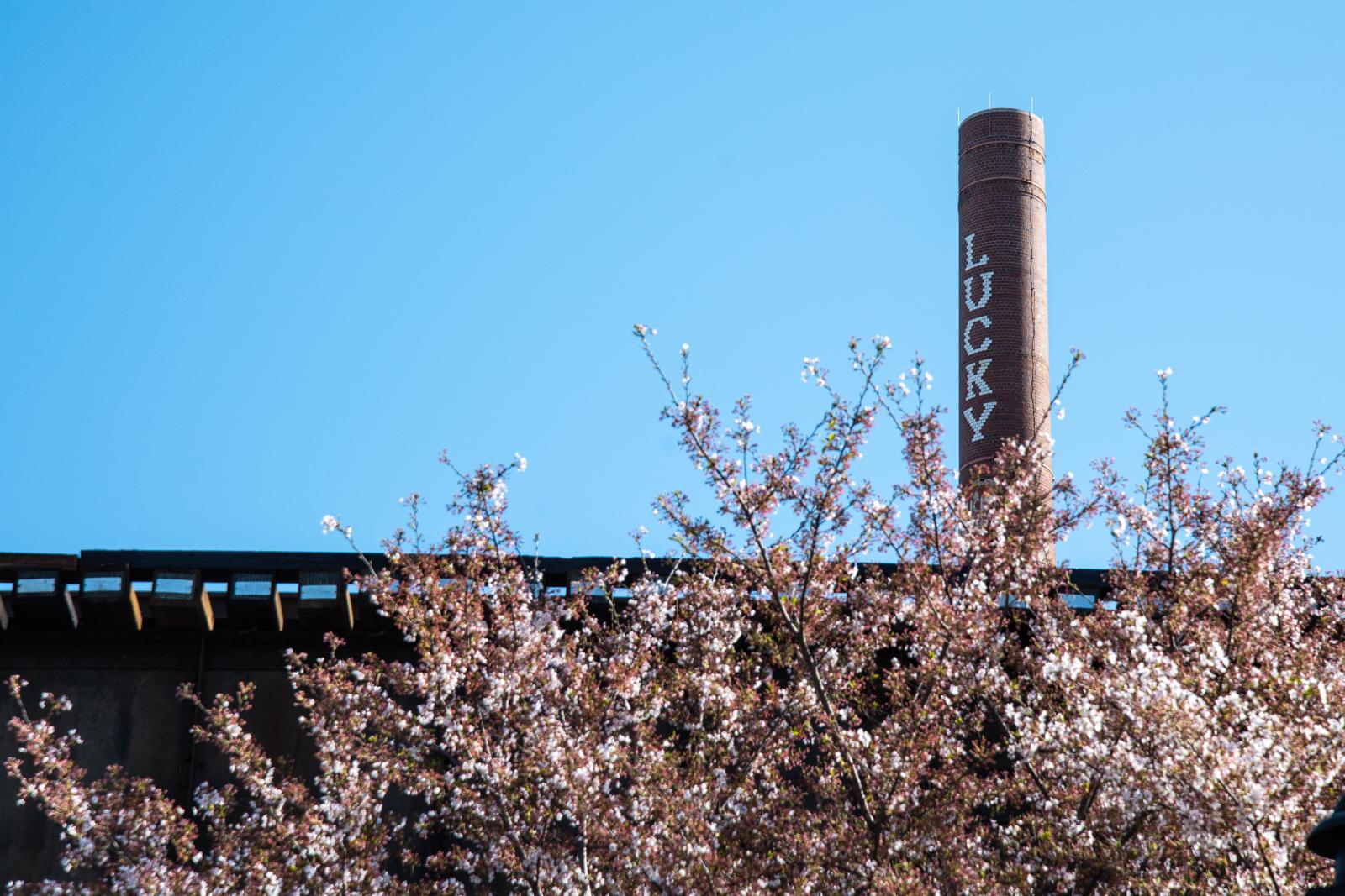 SINGLES - Cherry blossom season, in Richmond, VA.
