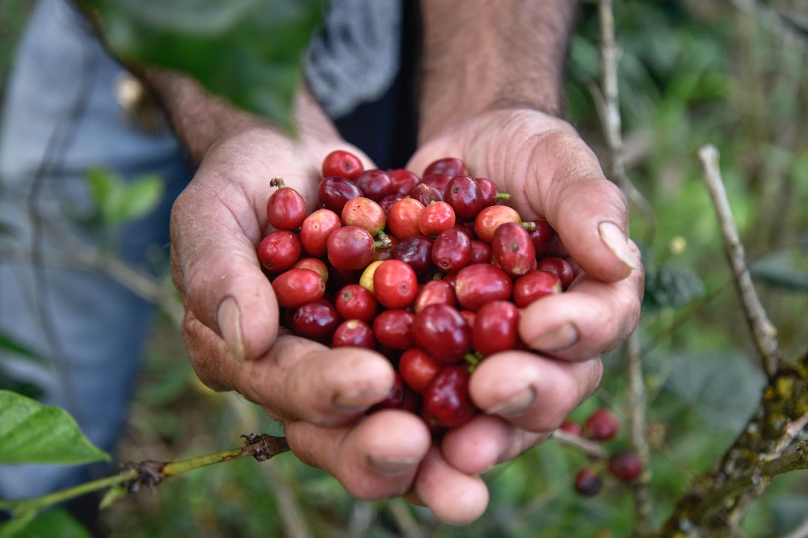 SINGLES - Coffee harvest, Antioquia, Colombia