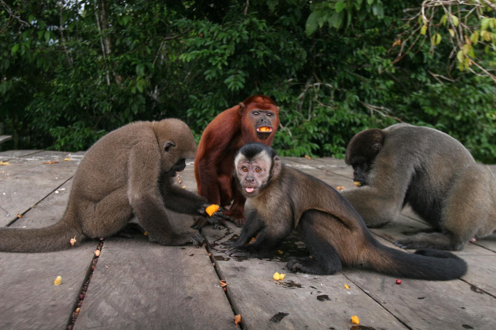 SINGLES - Different species of monkeys eating fruit on the banks of...