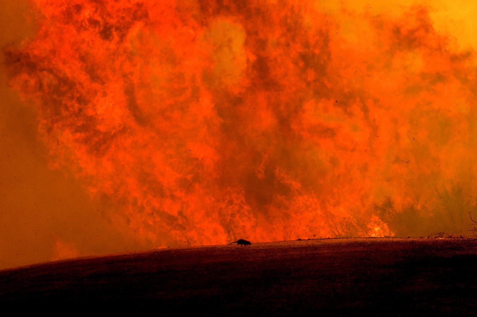 A mouse runs as flames flare at... warming due to climate change.