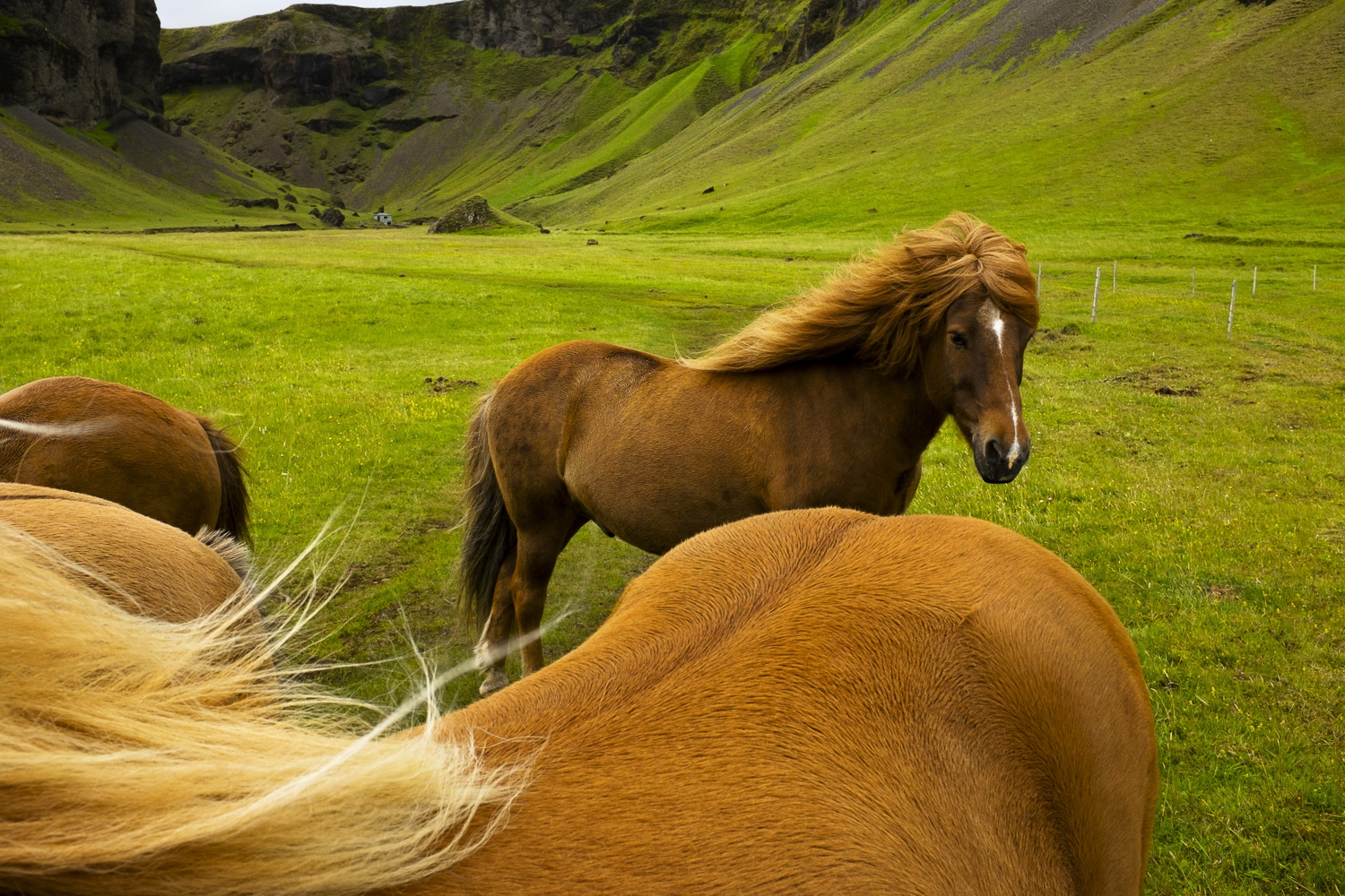 Iceland - Horses, KirkjubÃ¦jarklaustur Village                 