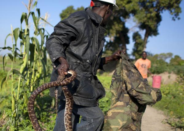 Haiti Snake Handler by Dieu-Nalio Chery