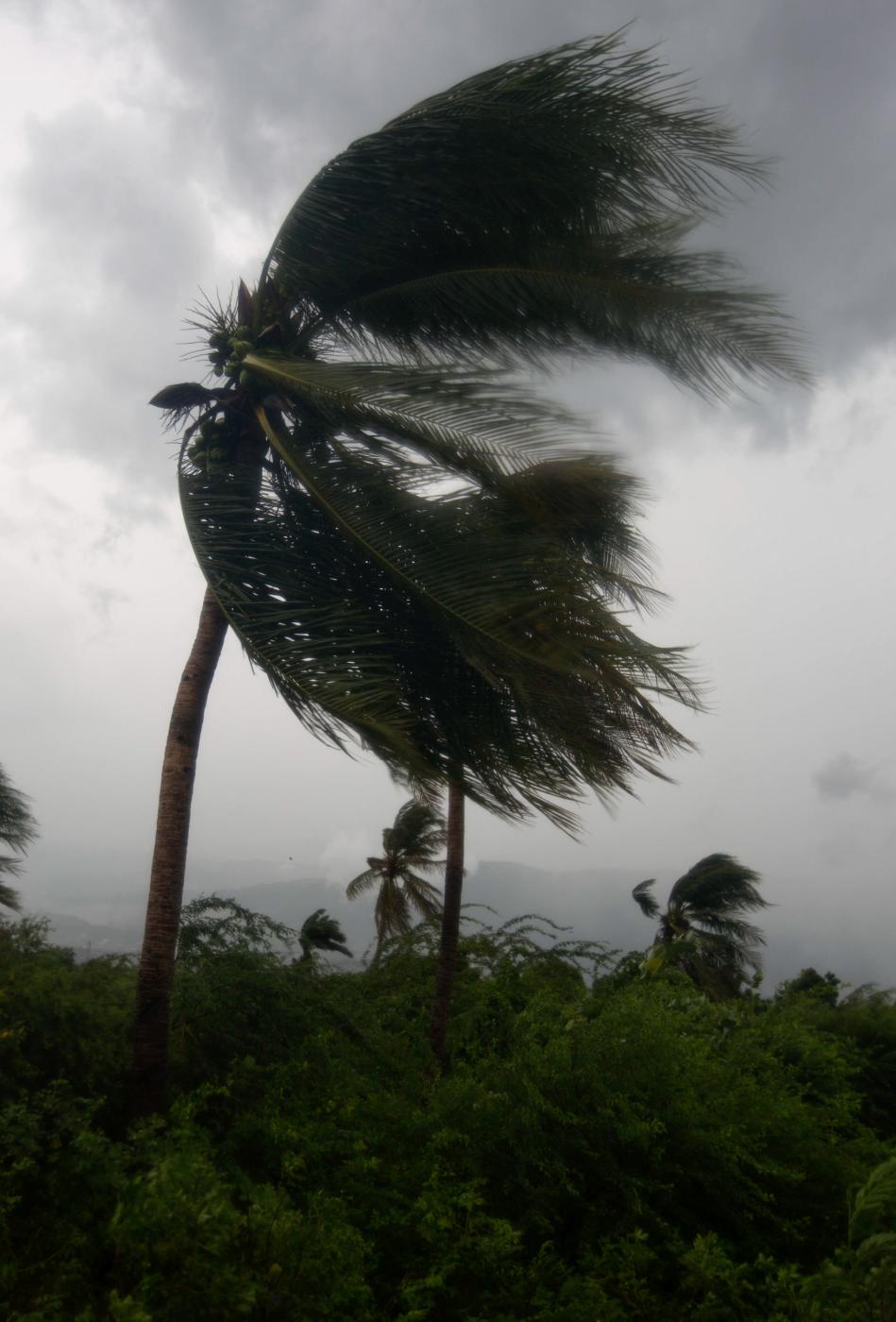 Wind blows coconut trees during...Nalio Chery) Port-au-Prince HTI
