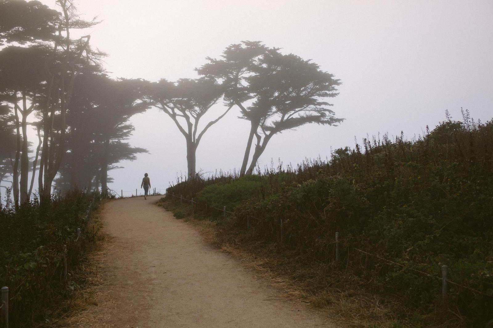 A traveler walks under the tree...s in San Francisco, California.