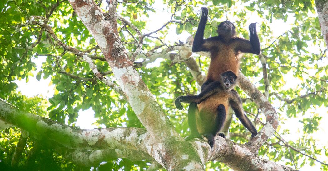 In Search of Panama’s Elusive Spider Monkeys