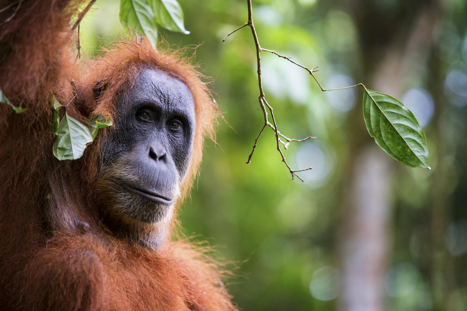  A female critically endangered...ional Park, Sumatra, Indonesia 