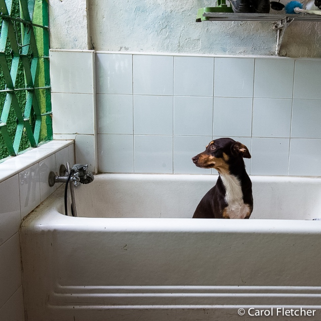 A dog waits for potential adopt...orted by the Cuban government. 