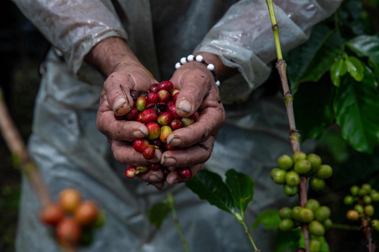 A worker shows coffee beans at ...grapher: Jair F. Coll/Bloomberg