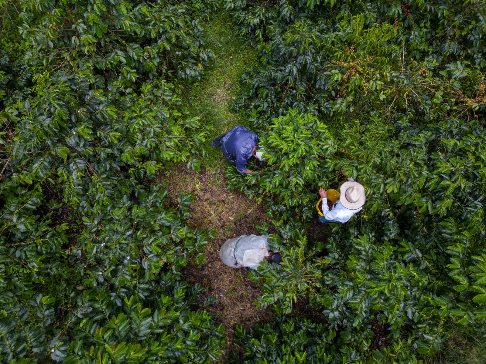 Farmers at &#39;El Crucerit...grapher: Jair F. Coll/Bloomberg