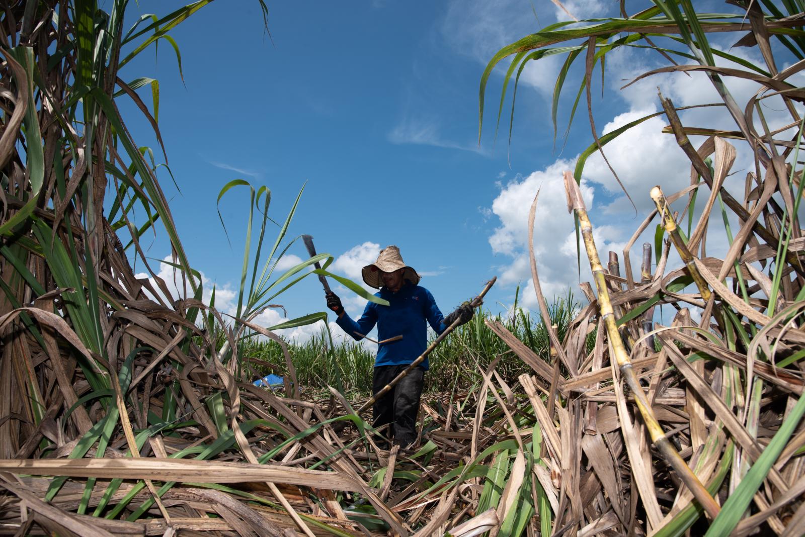 A worker cuts sugar cane during...grapher: Jair F. Coll/Bloomberg
