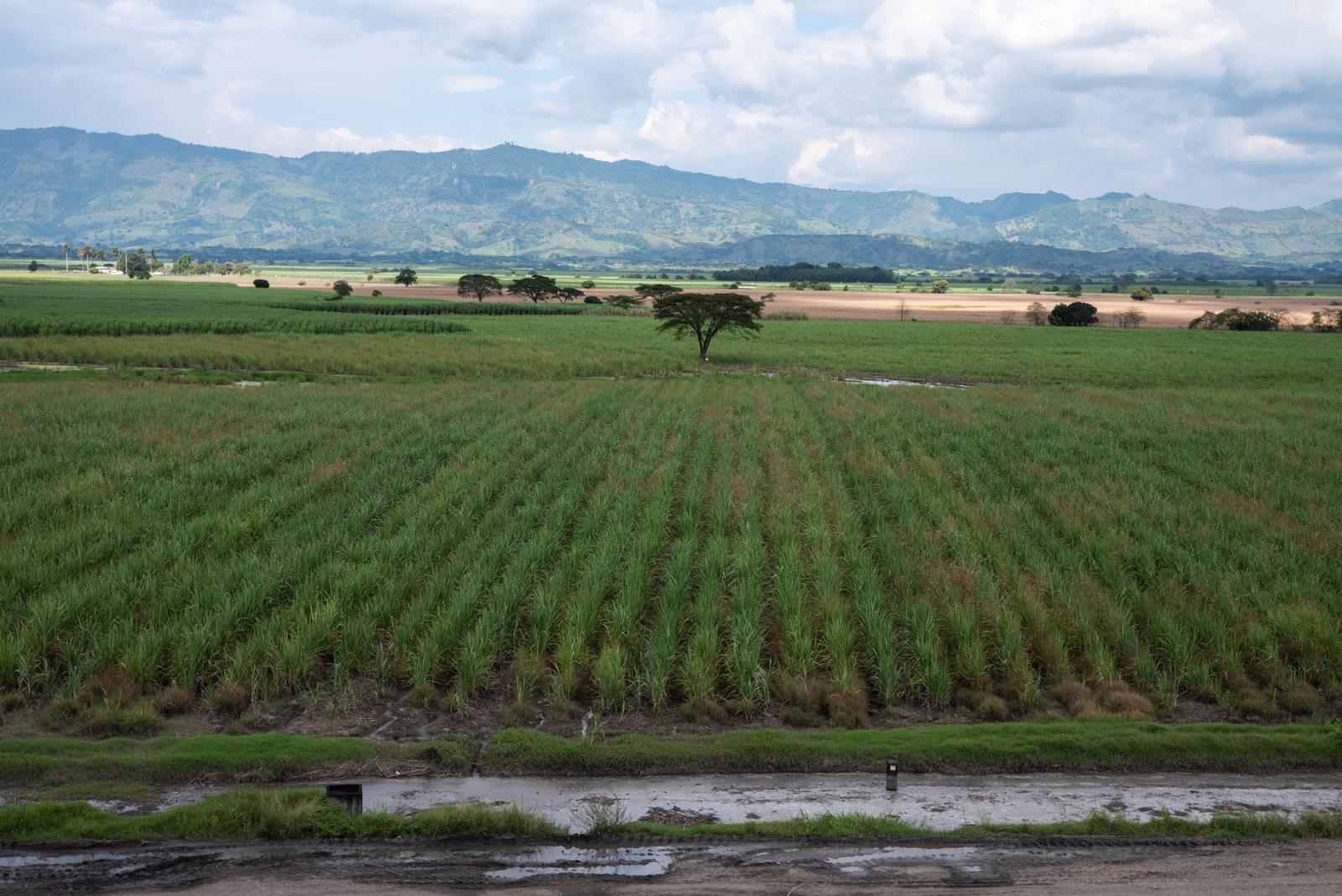 A sugarcane crop in Obando, Dep...grapher: Jair F. Coll/Bloomberg