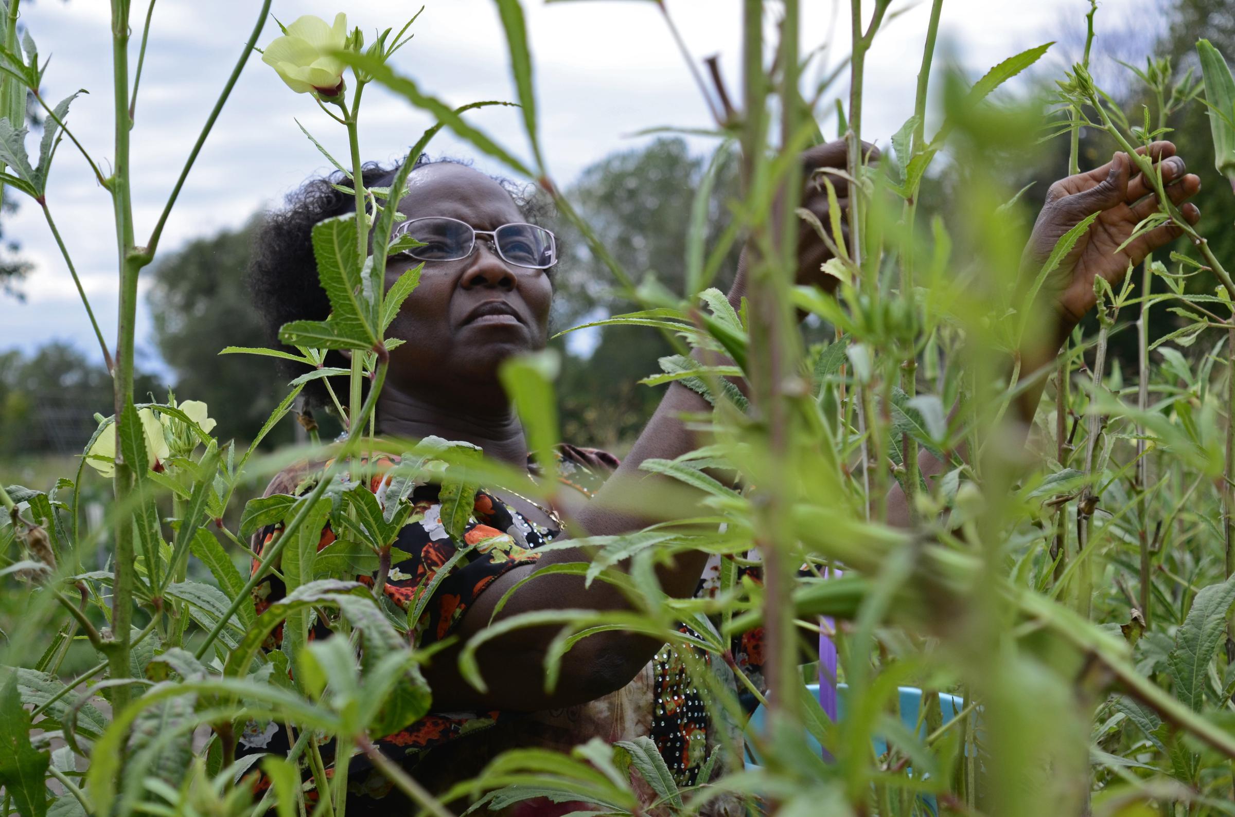 Community  - Benetha Sampson picks okra on Thursday, Sept. 22, 2022 at...